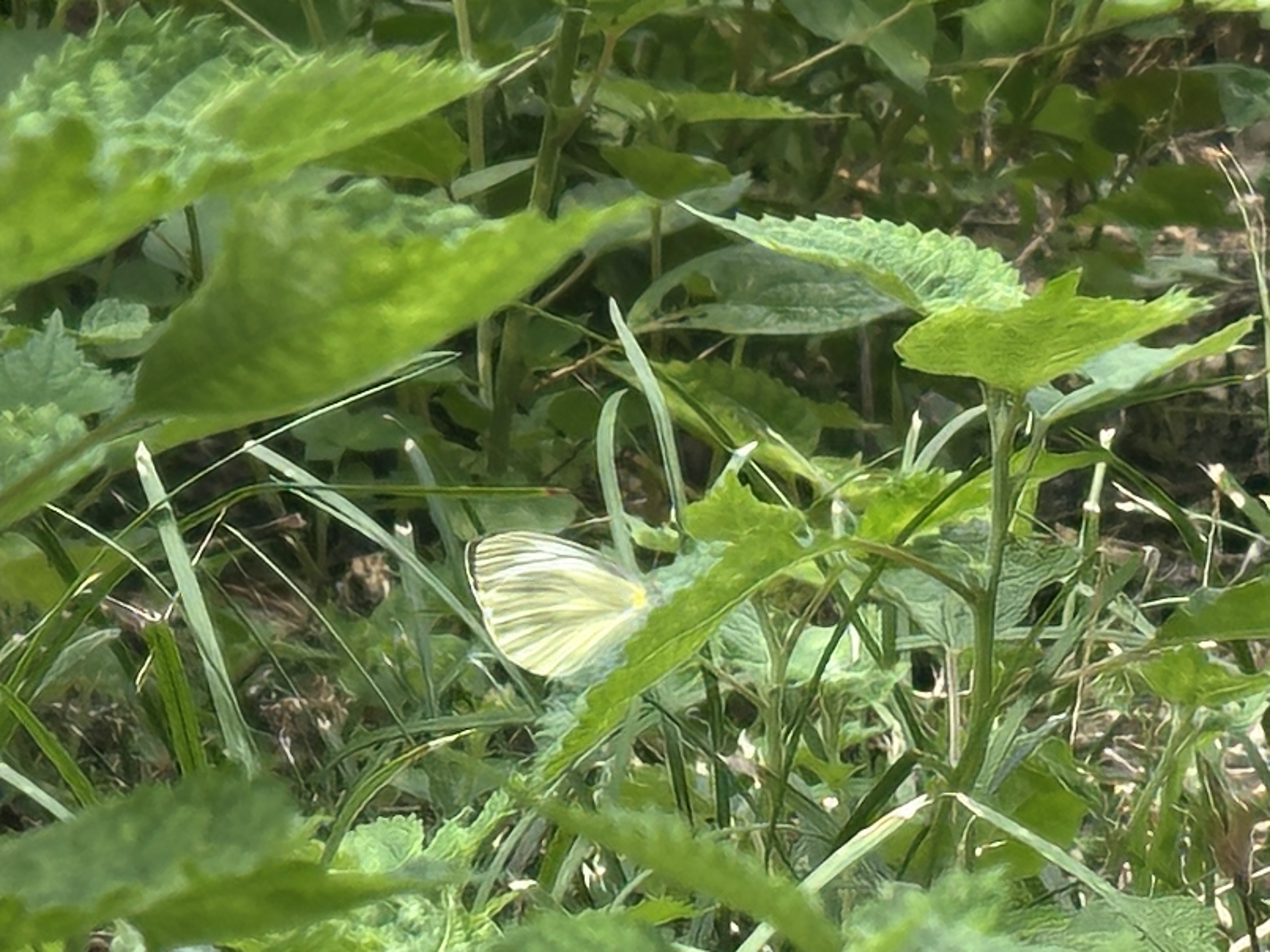 黑纹粉蝶