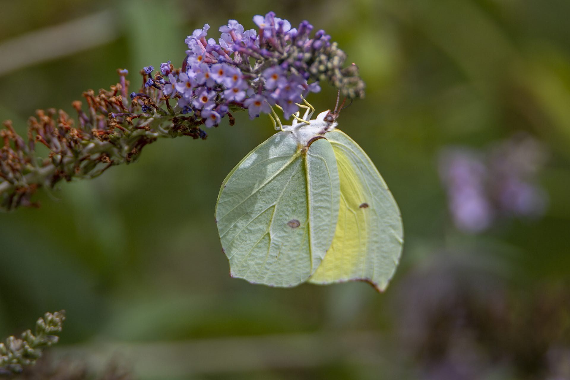 圆翅钩粉蝶