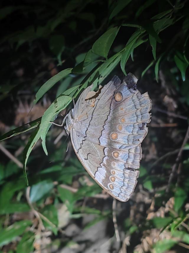 箭环蝶