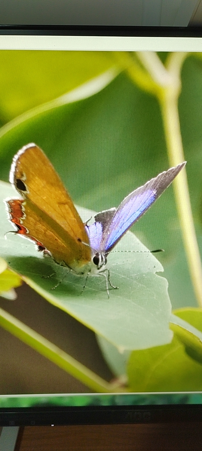 莎菲彩灰蝶