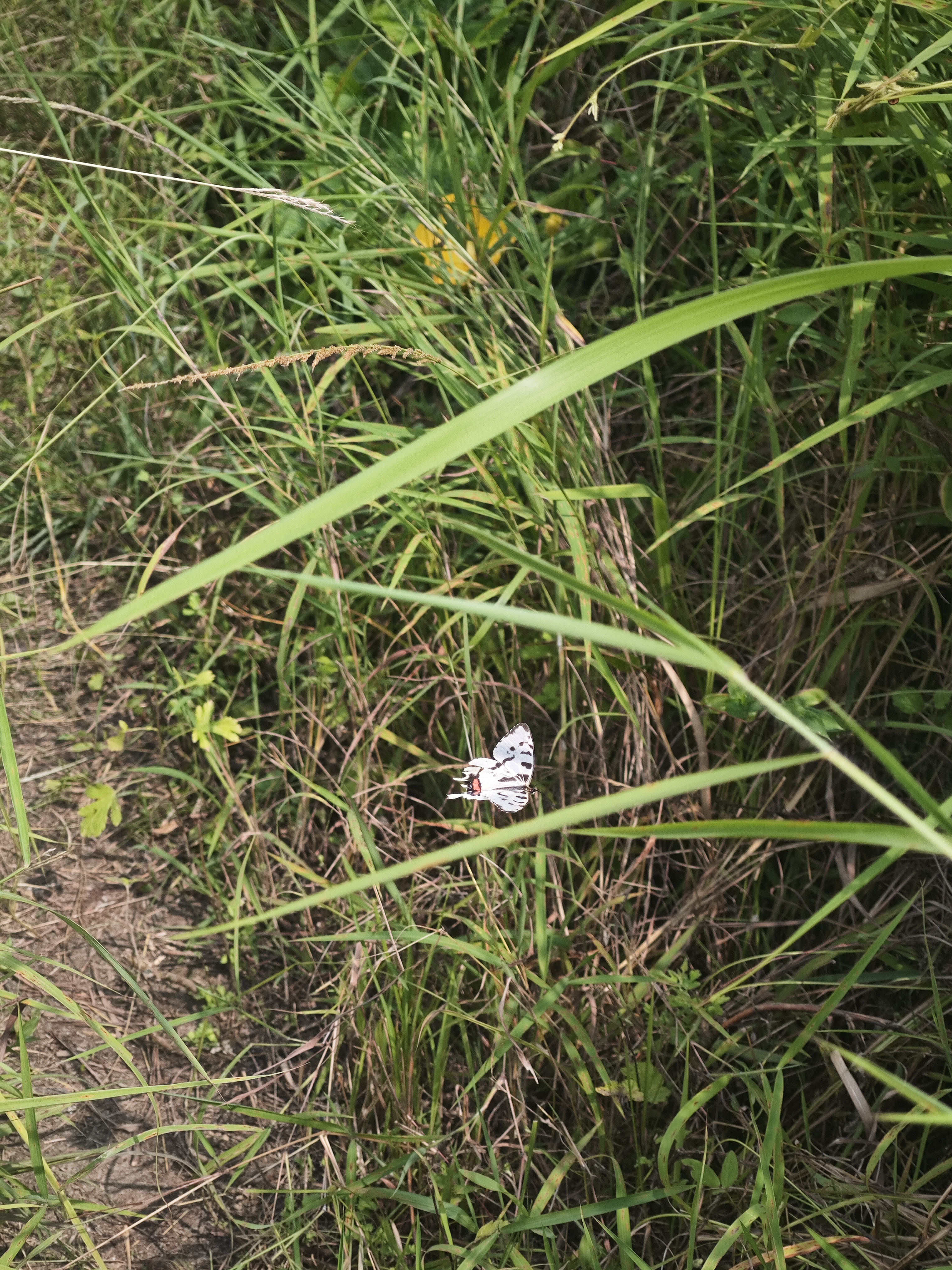 丝带凤蝶