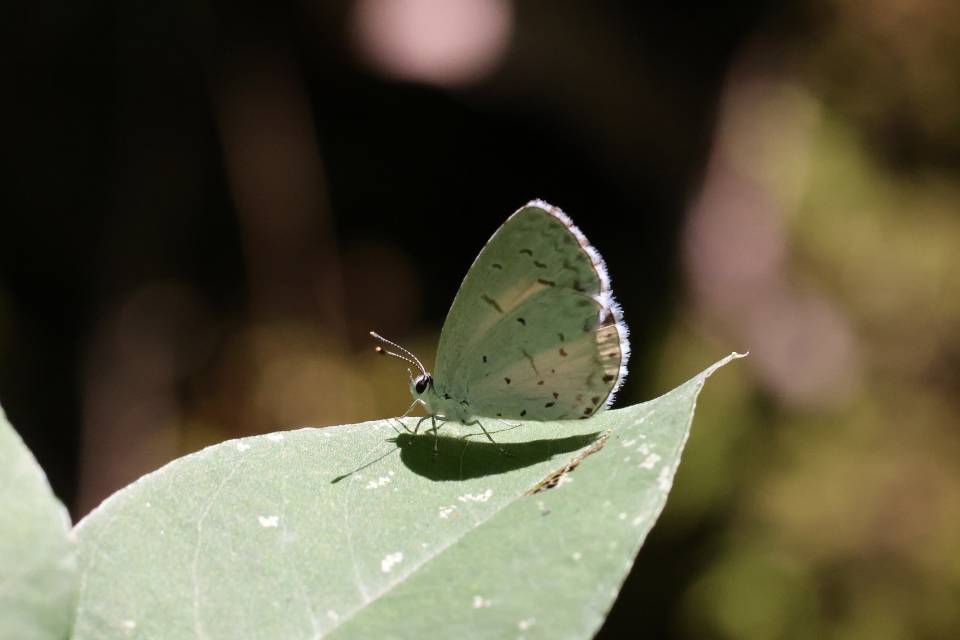 Celastrina neglecta
