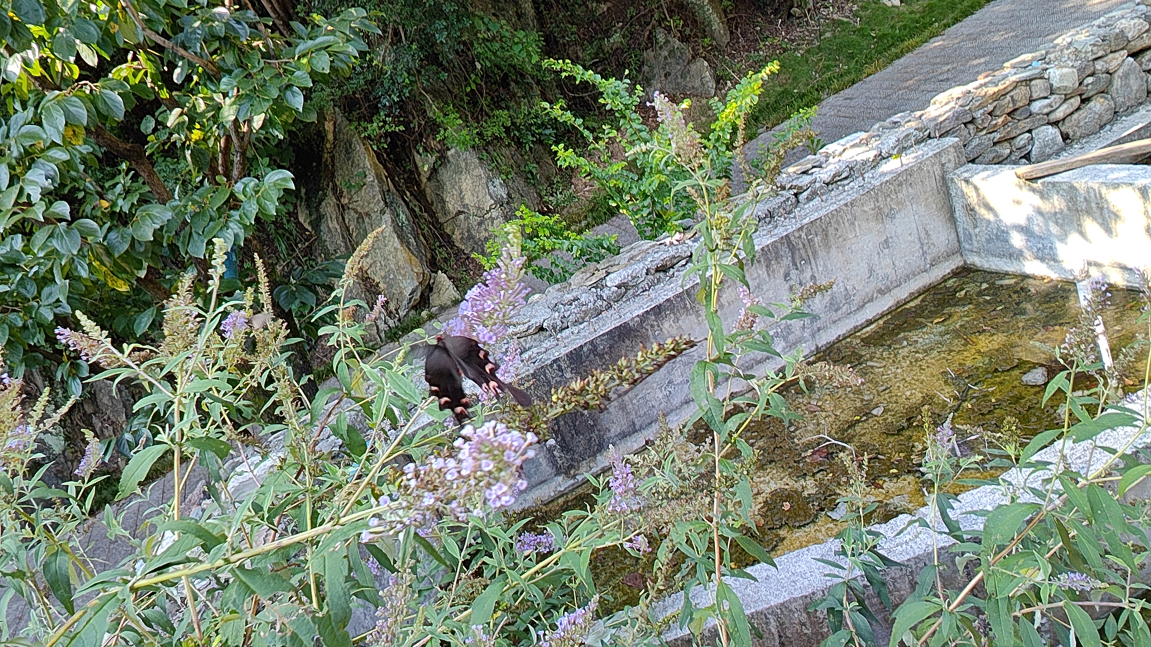 灰绒麝凤蝶