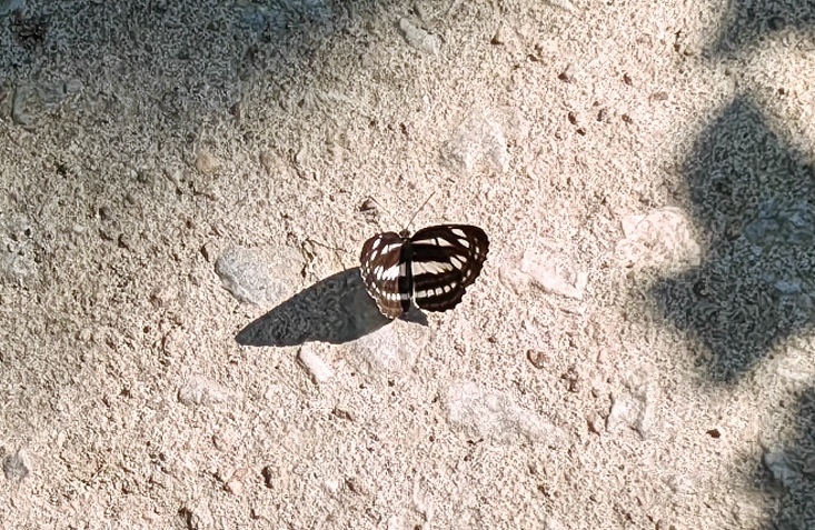 小环蛱蝶