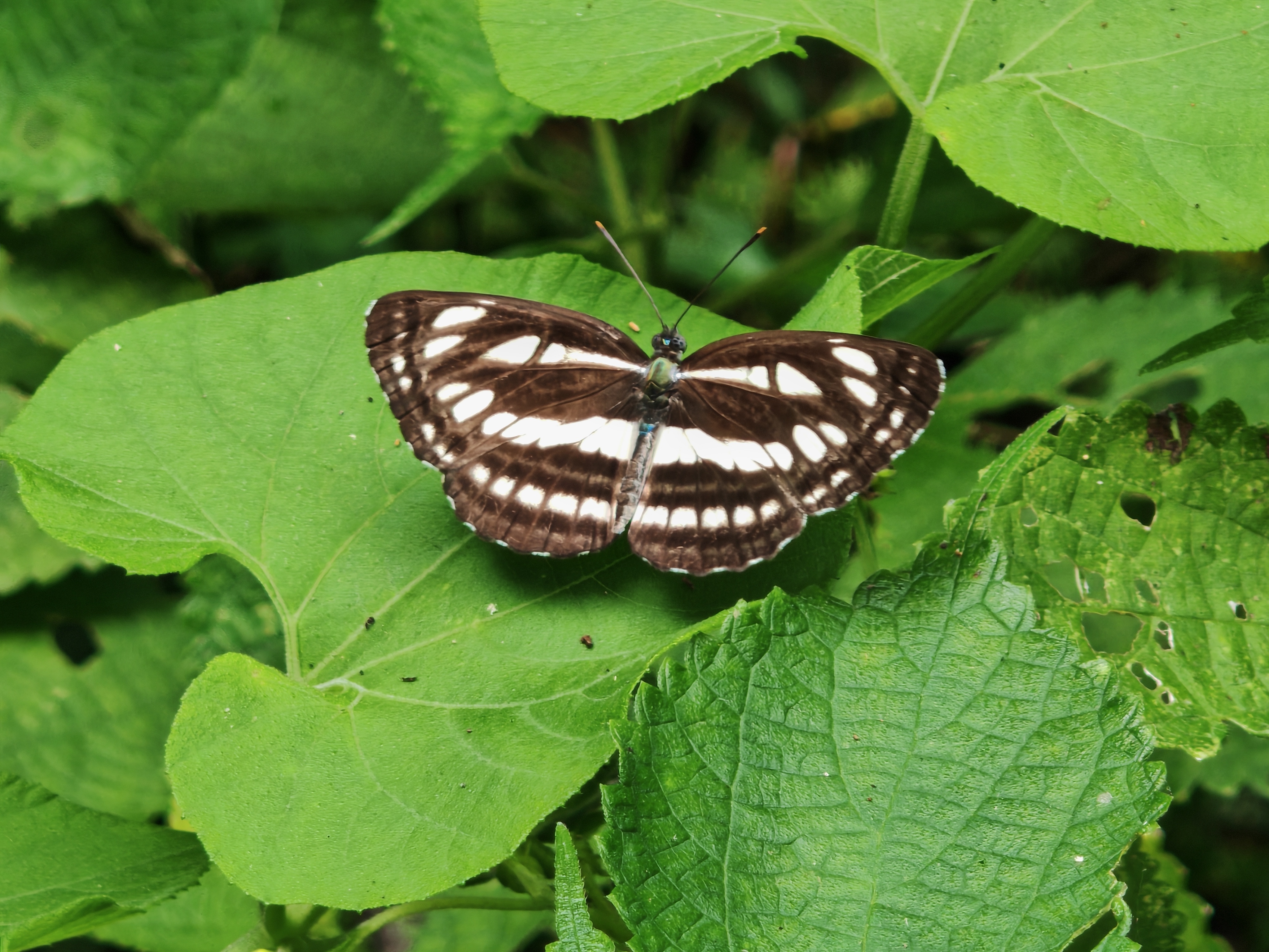 小环蛱蝶