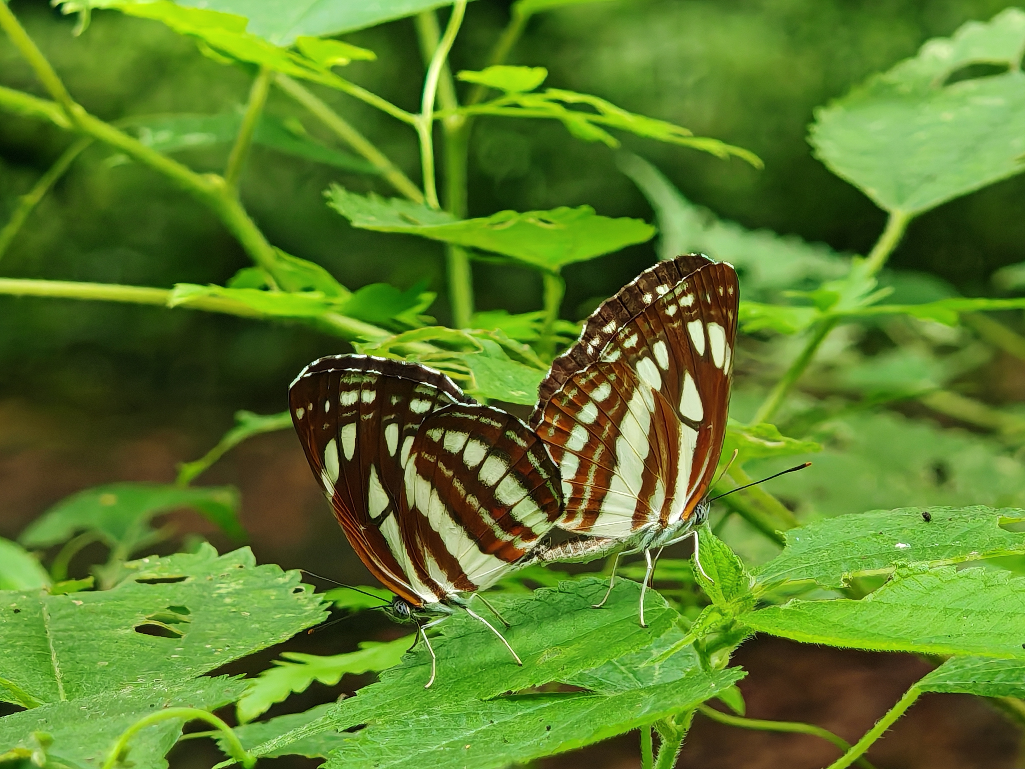 小环蛱蝶