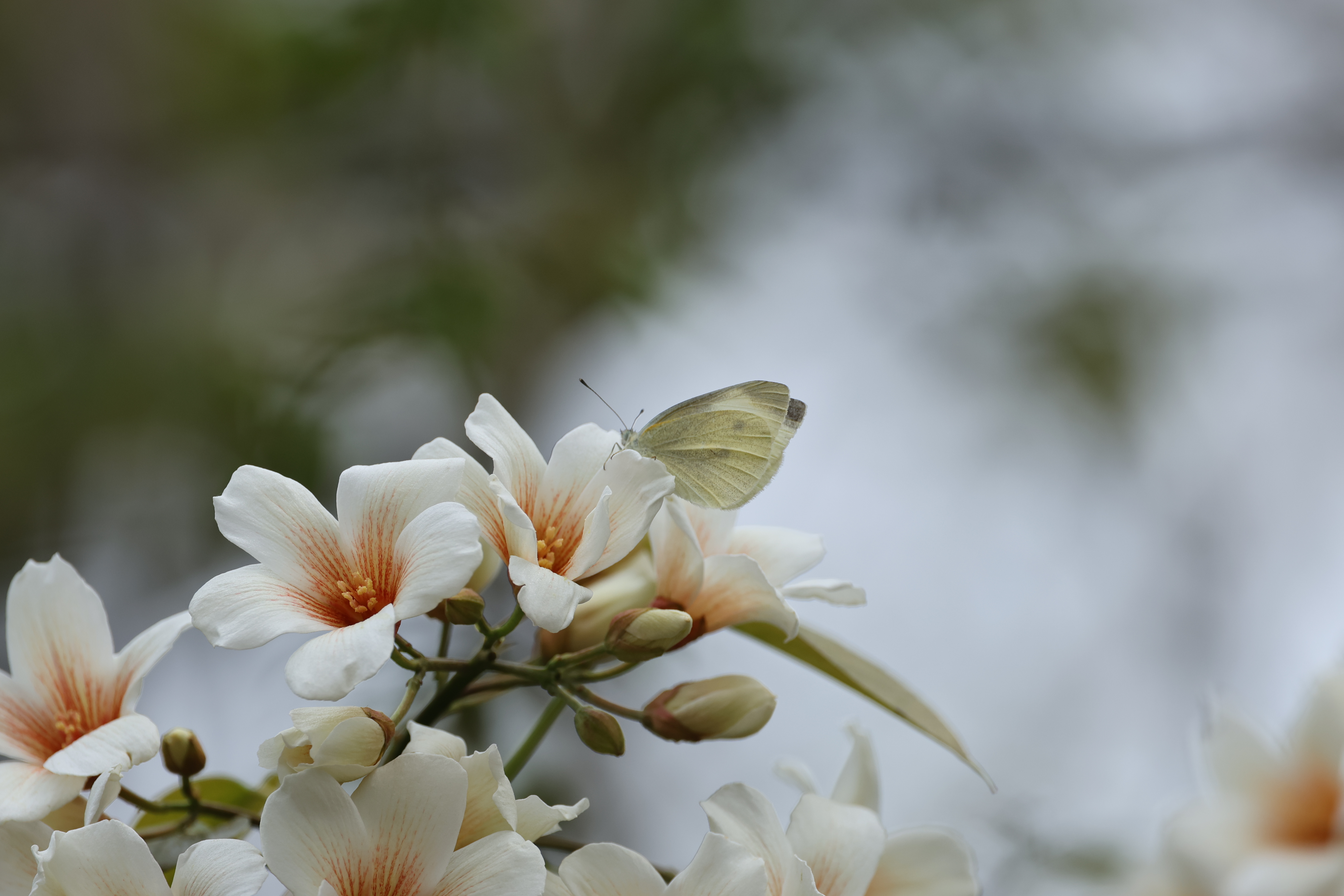 菜粉蝶