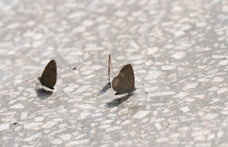 Zizeeria knysna