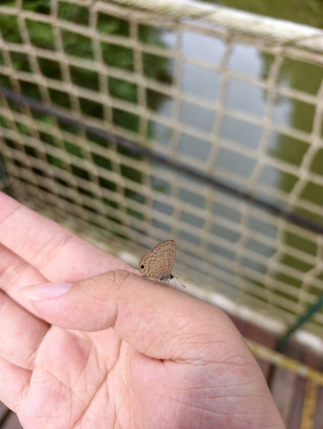 波灰蝶