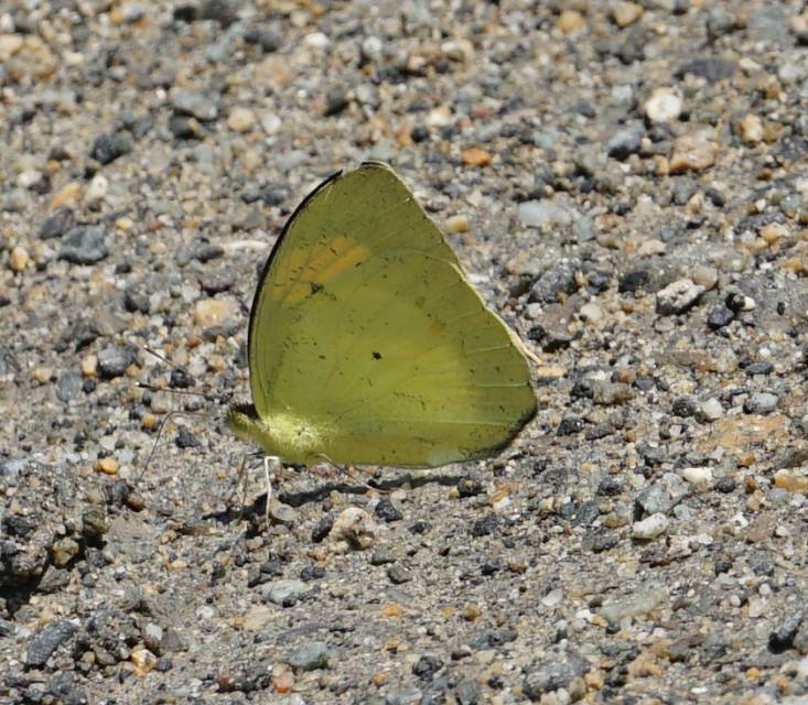 橙粉蝶