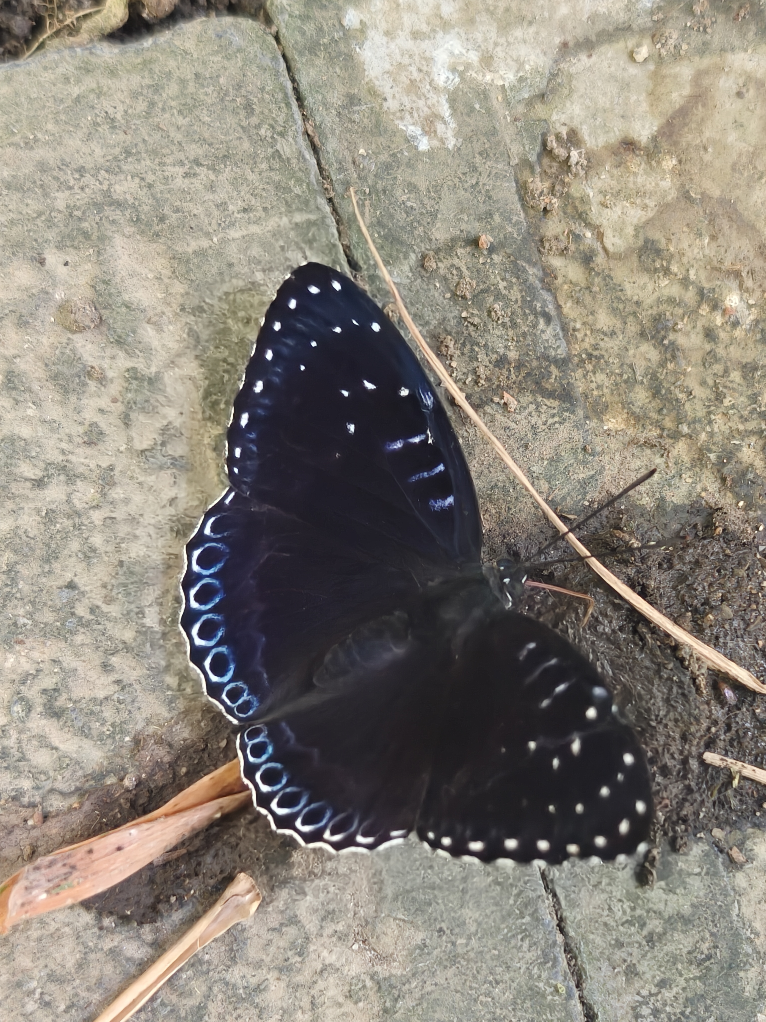 素饰蛱蝶