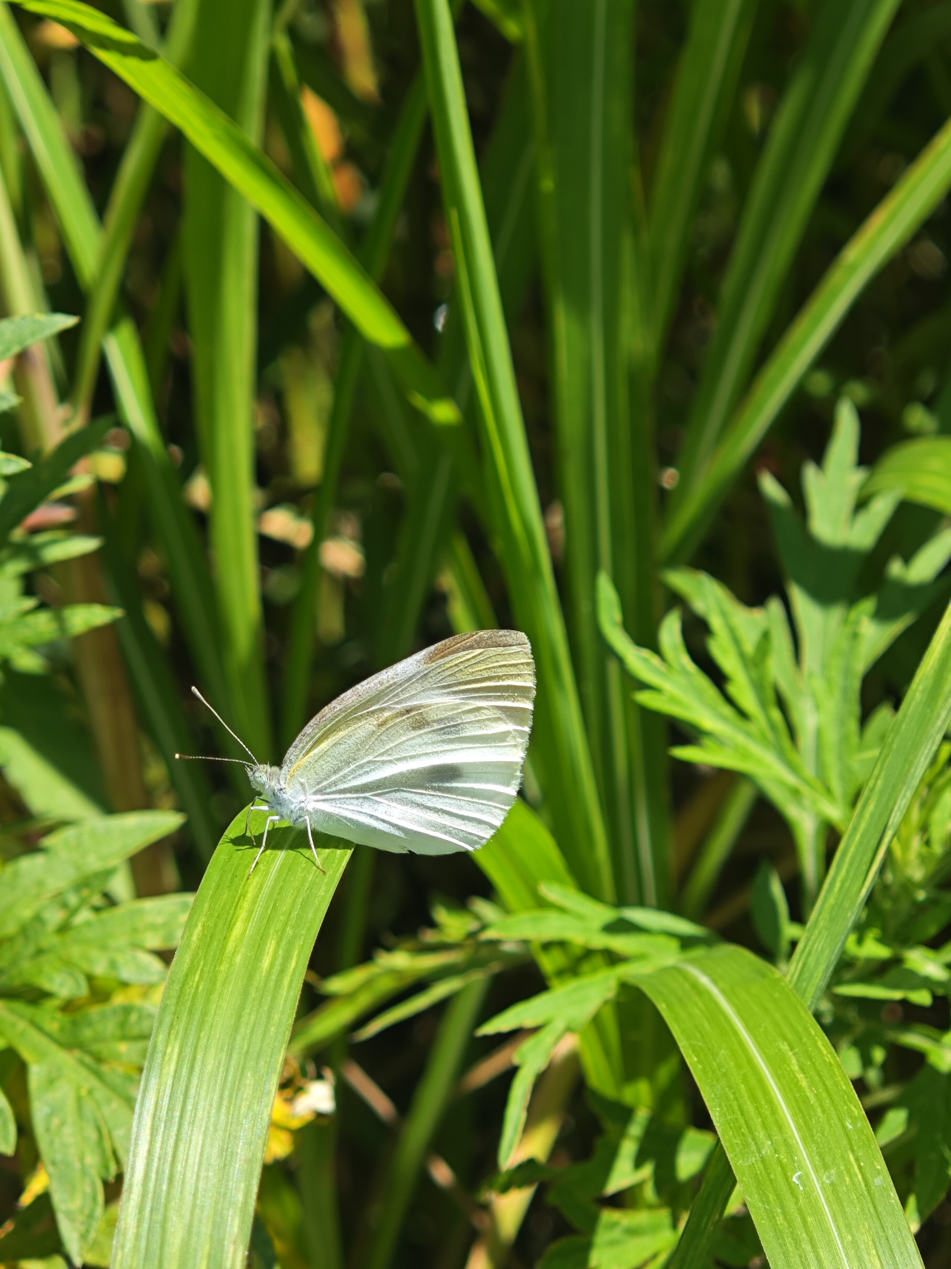 菜粉蝶