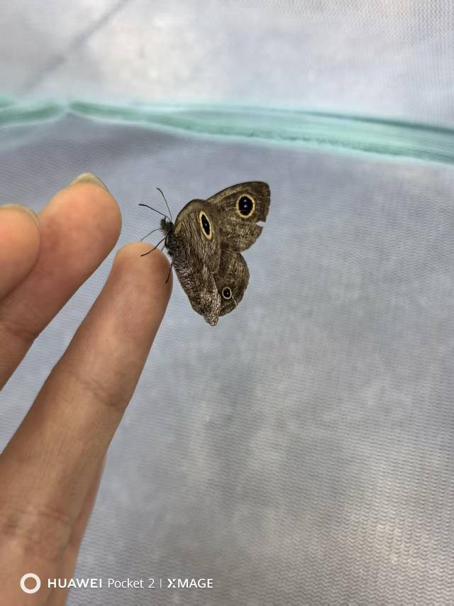 阿矍眼蝶