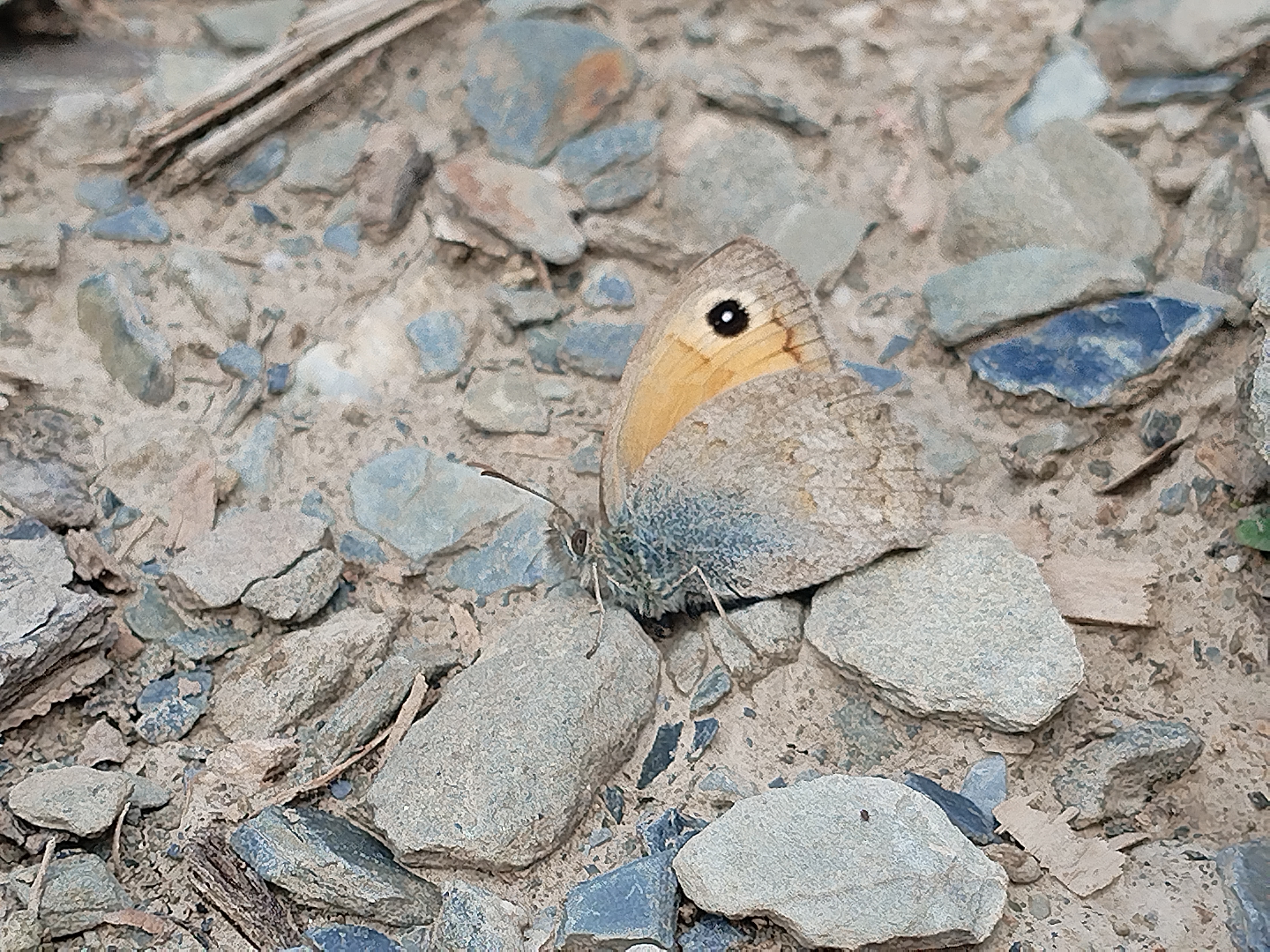黄衬云眼蝶