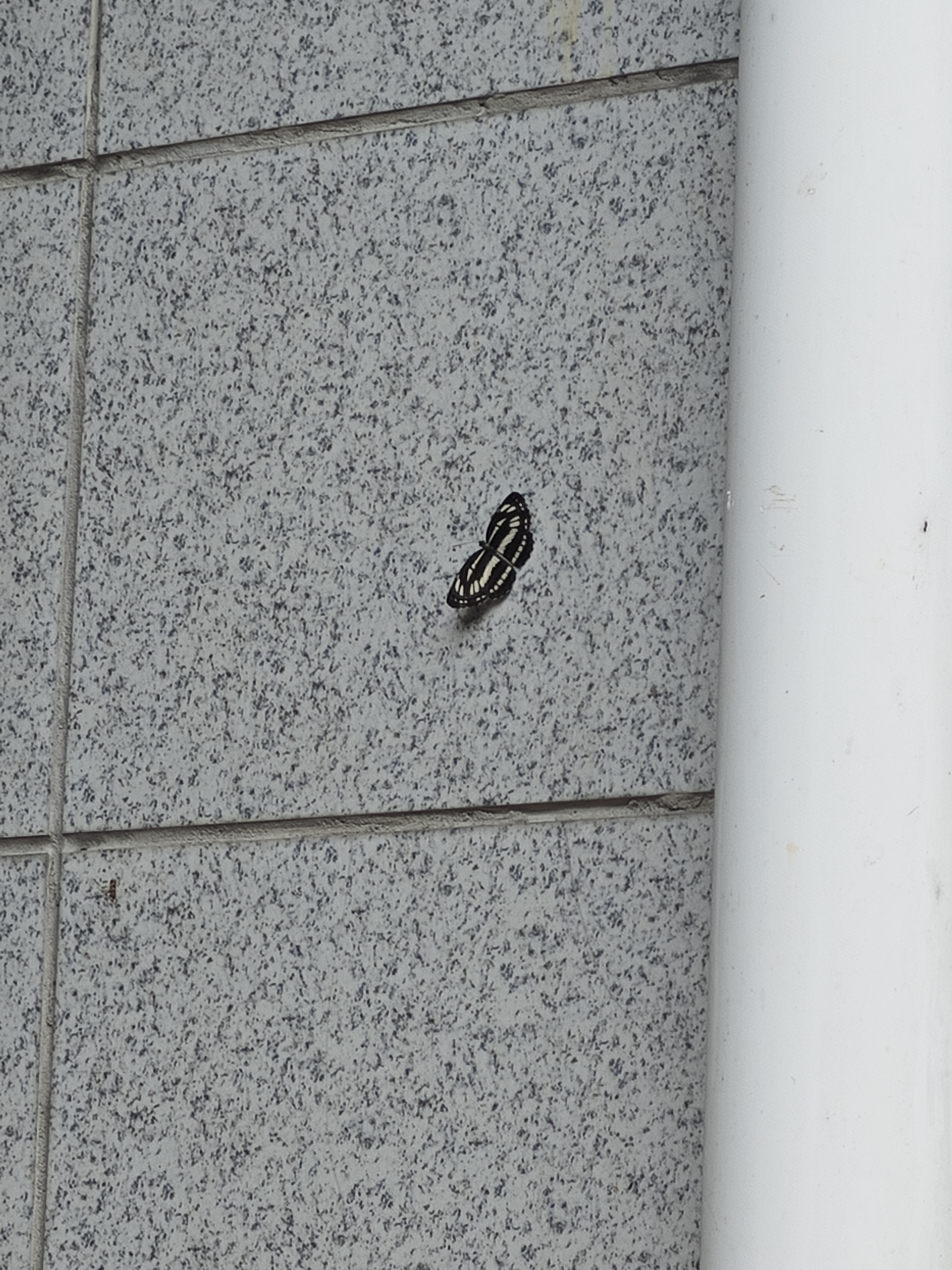 耶环蛱蝶