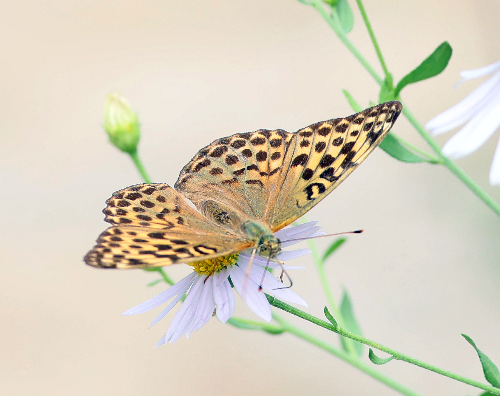 绿豹蛱蝶