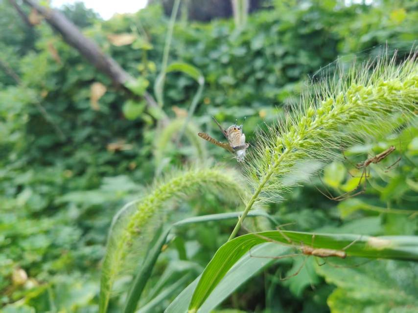 亮灰蝶