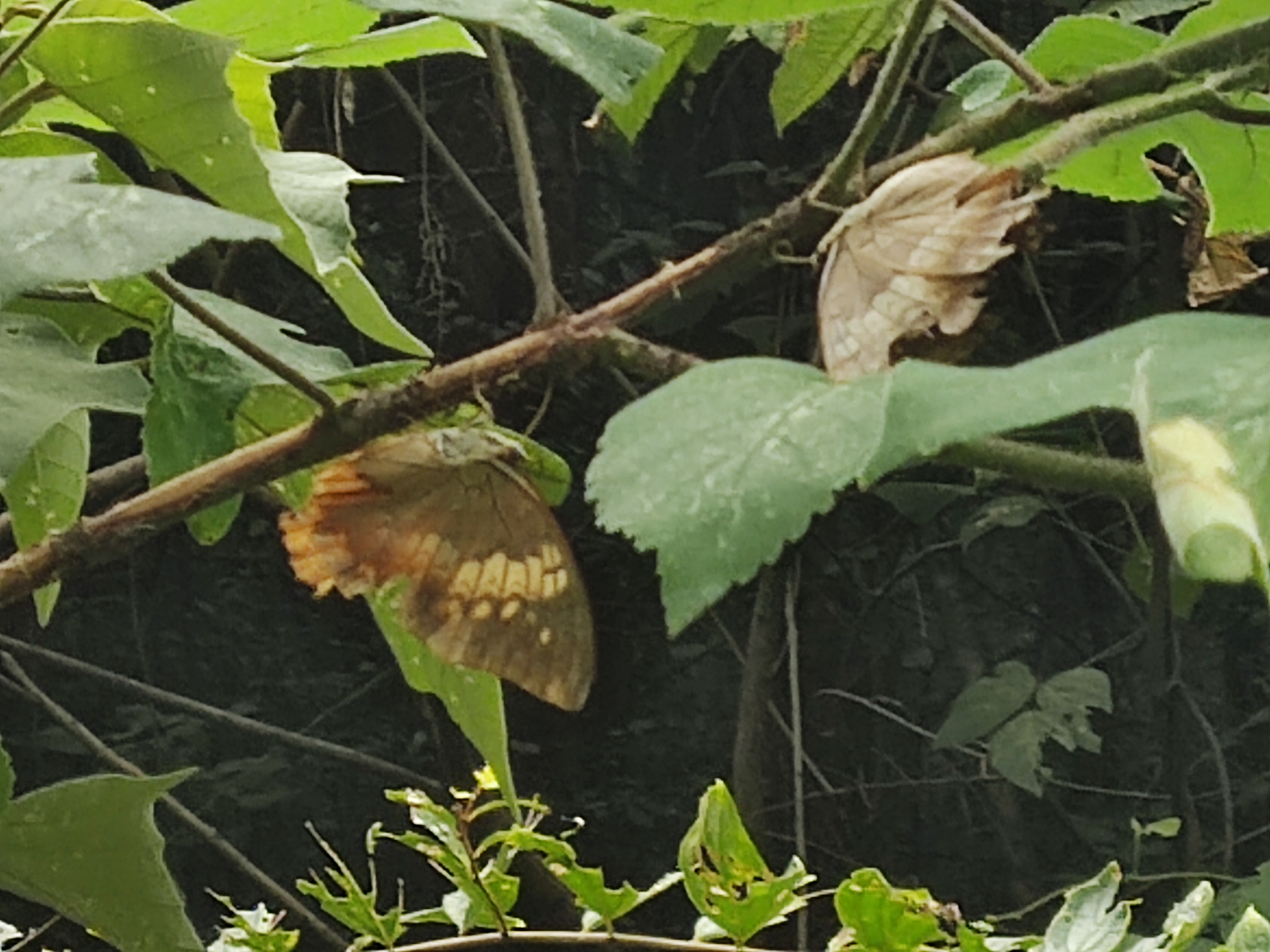 白带螯蛱蝶