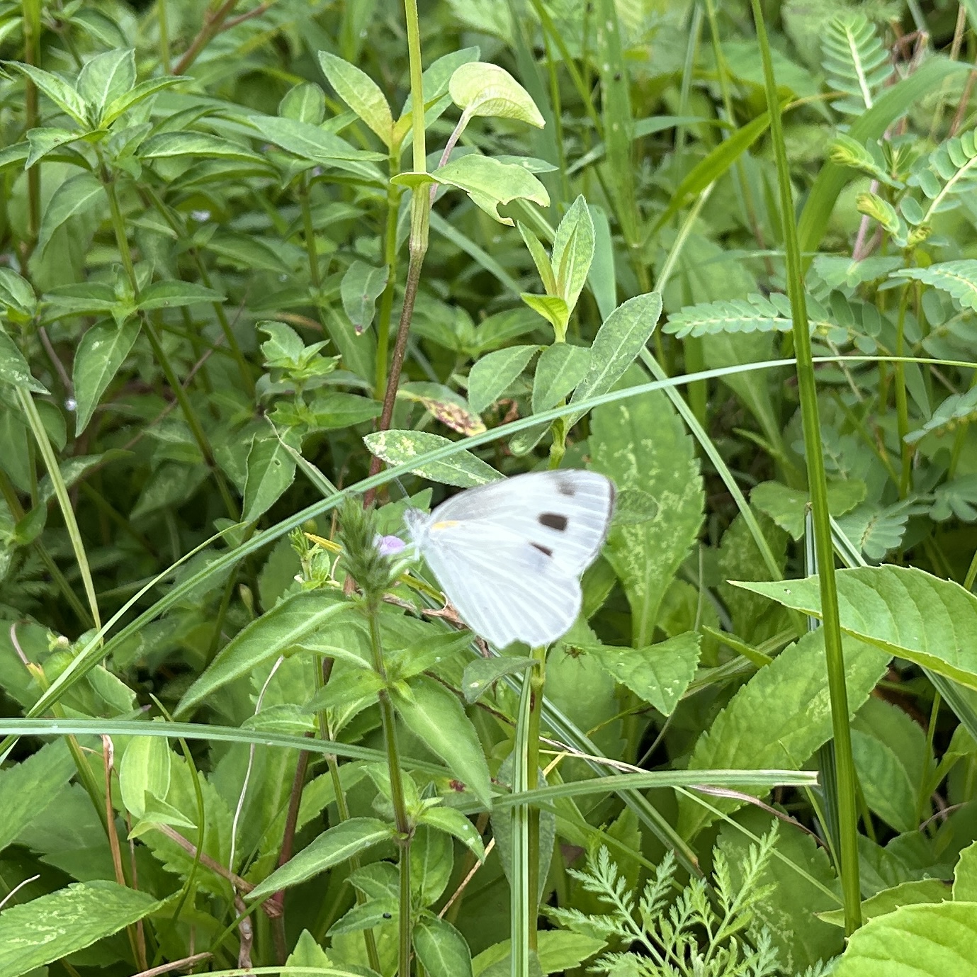 东方菜粉蝶