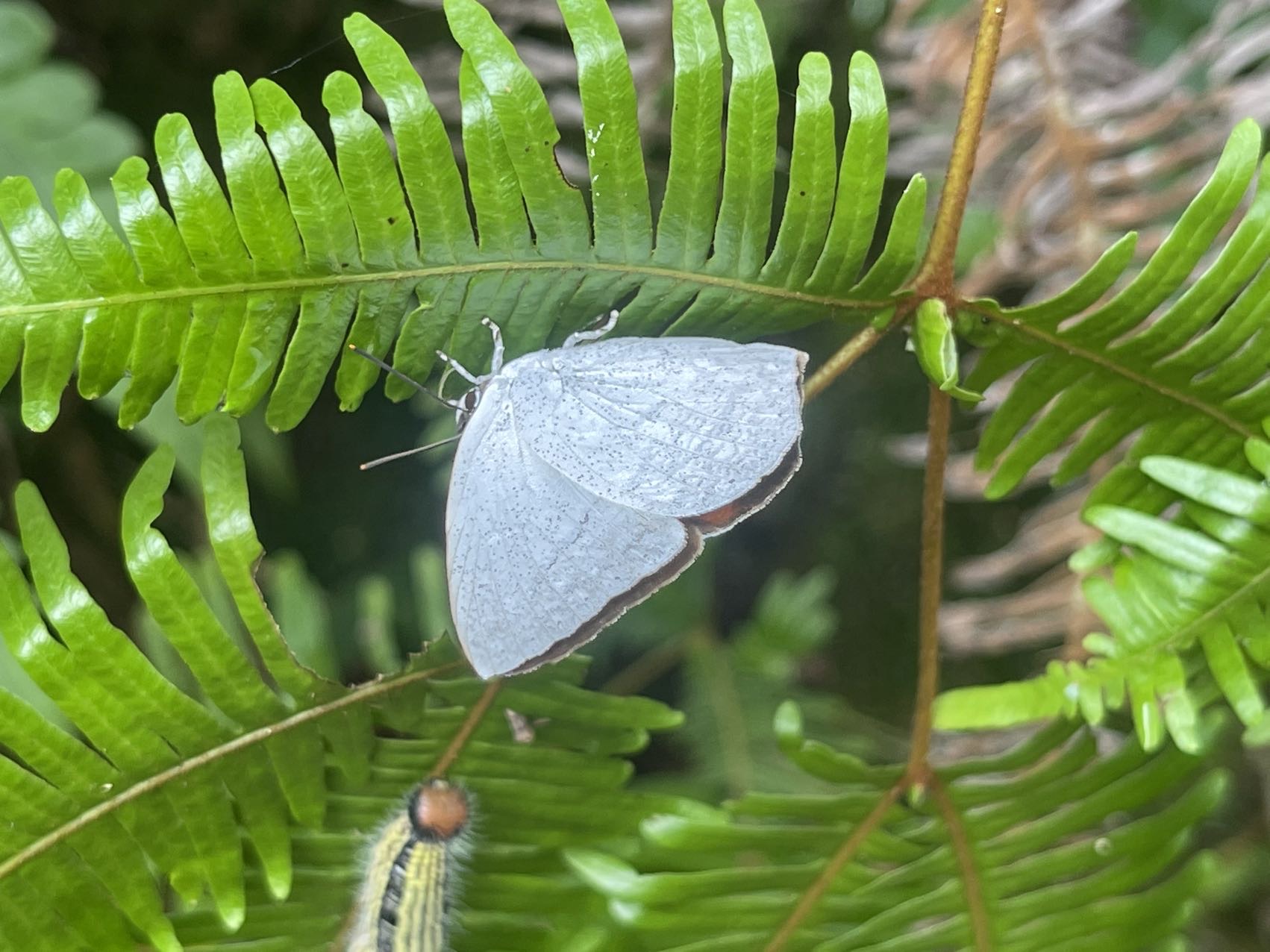 尖翅银灰蝶