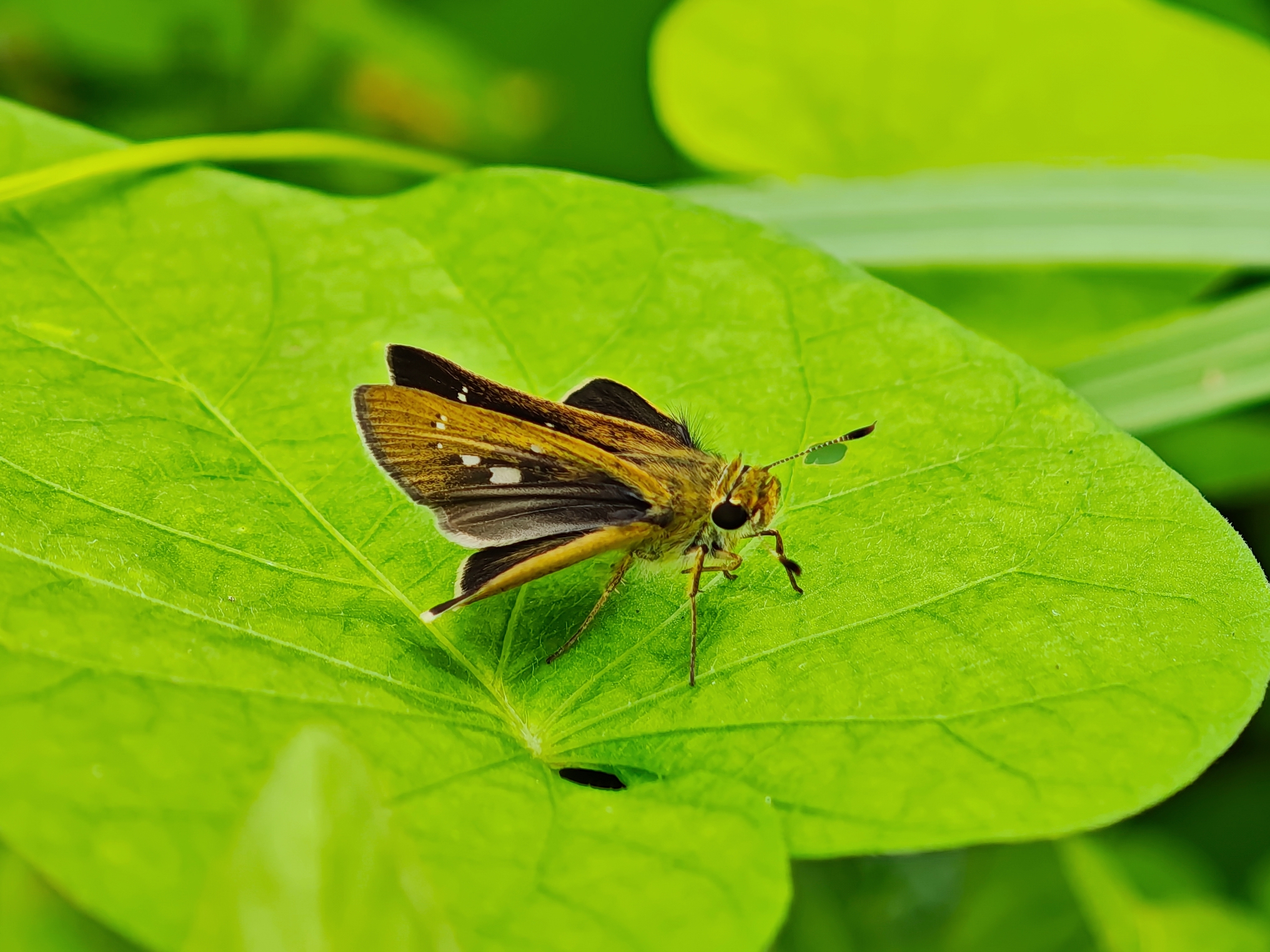 挂墩稻弄蝶