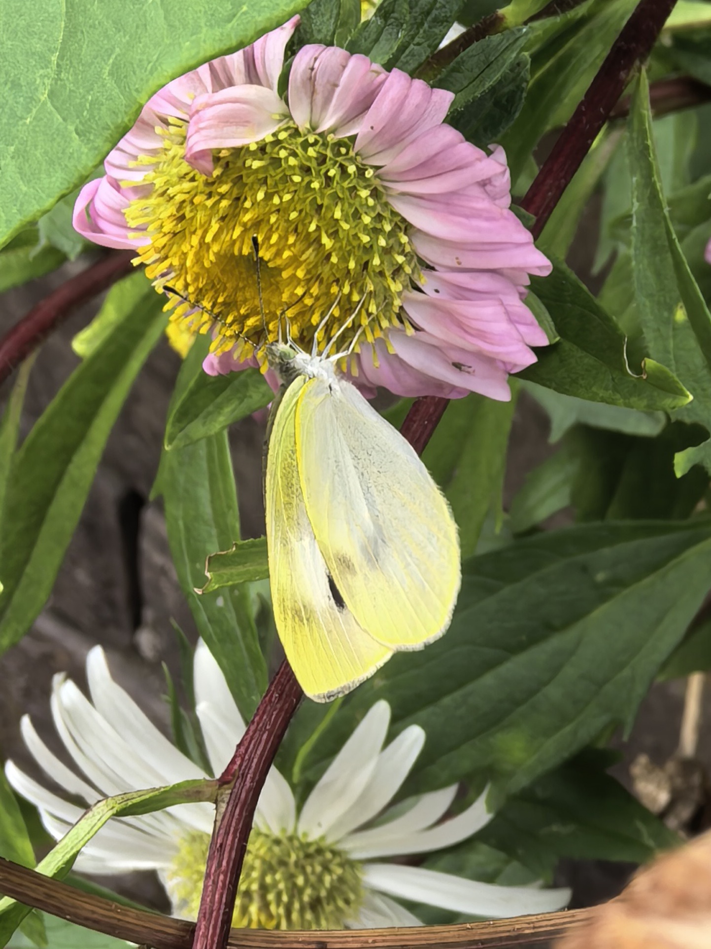 菜粉蝶