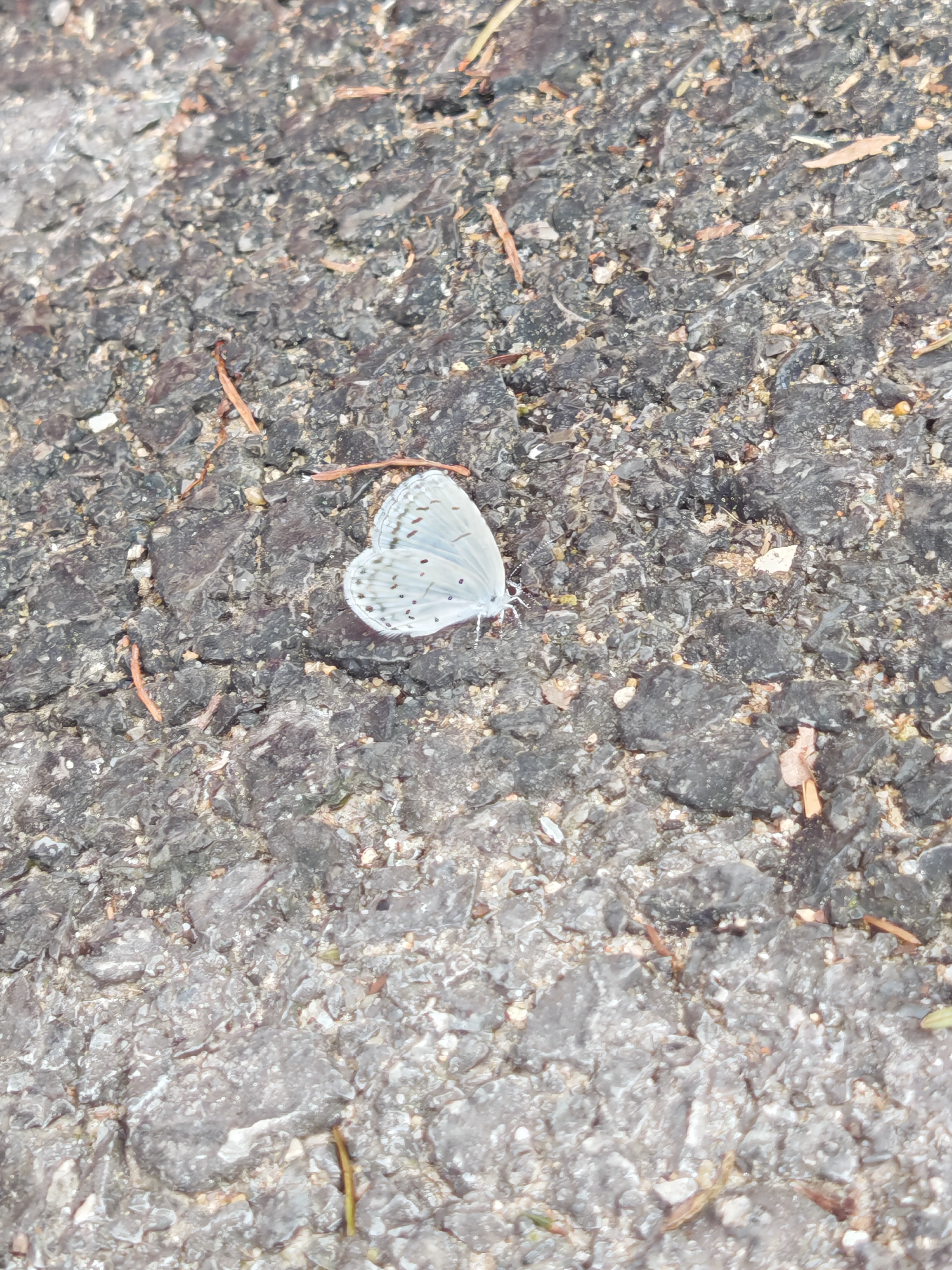 琉璃灰蝶