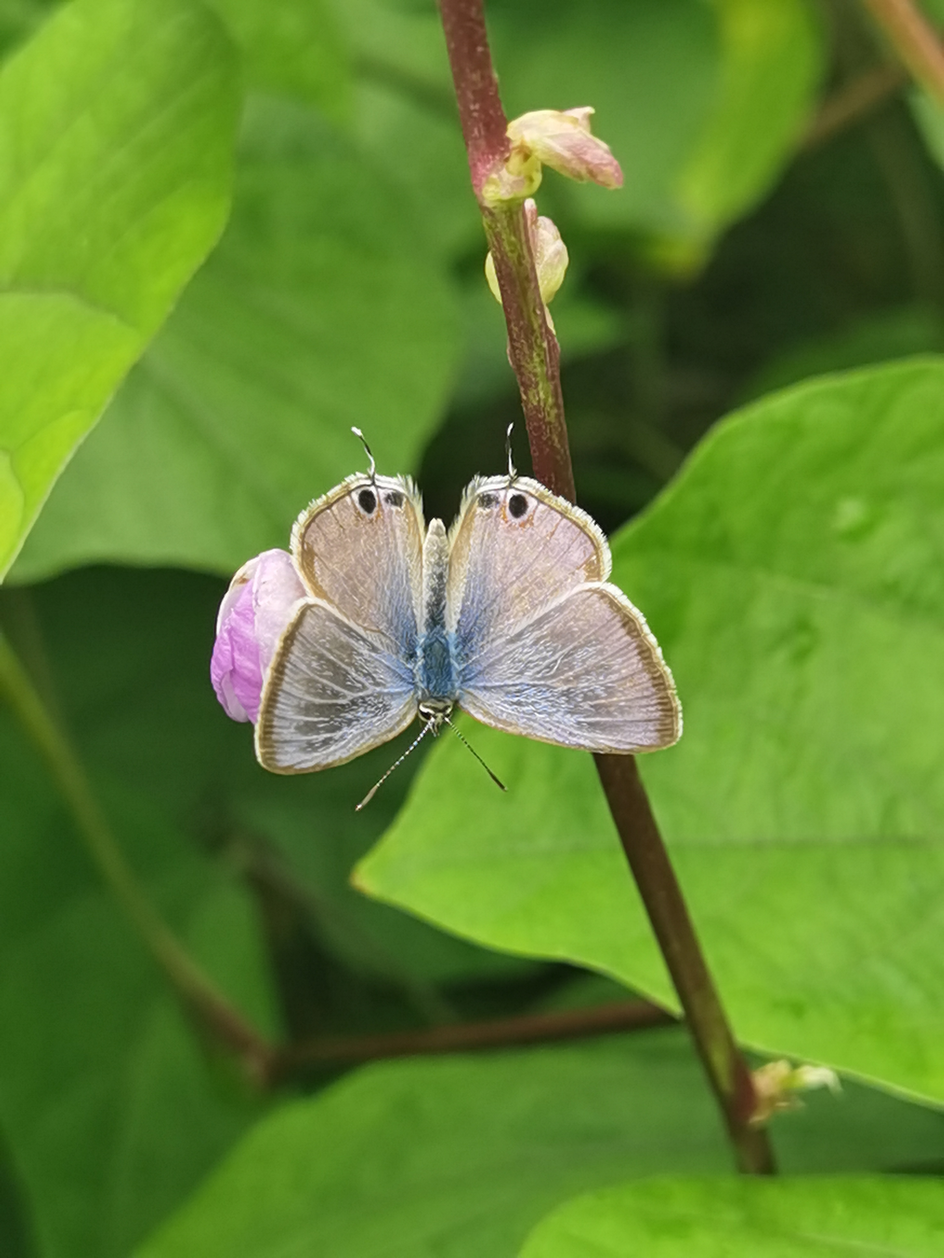 亮灰蝶