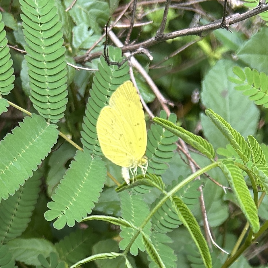 北黄粉蝶