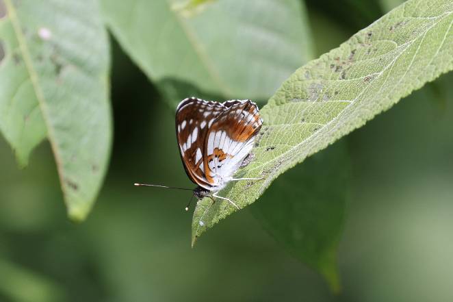 扬眉线蛱蝶