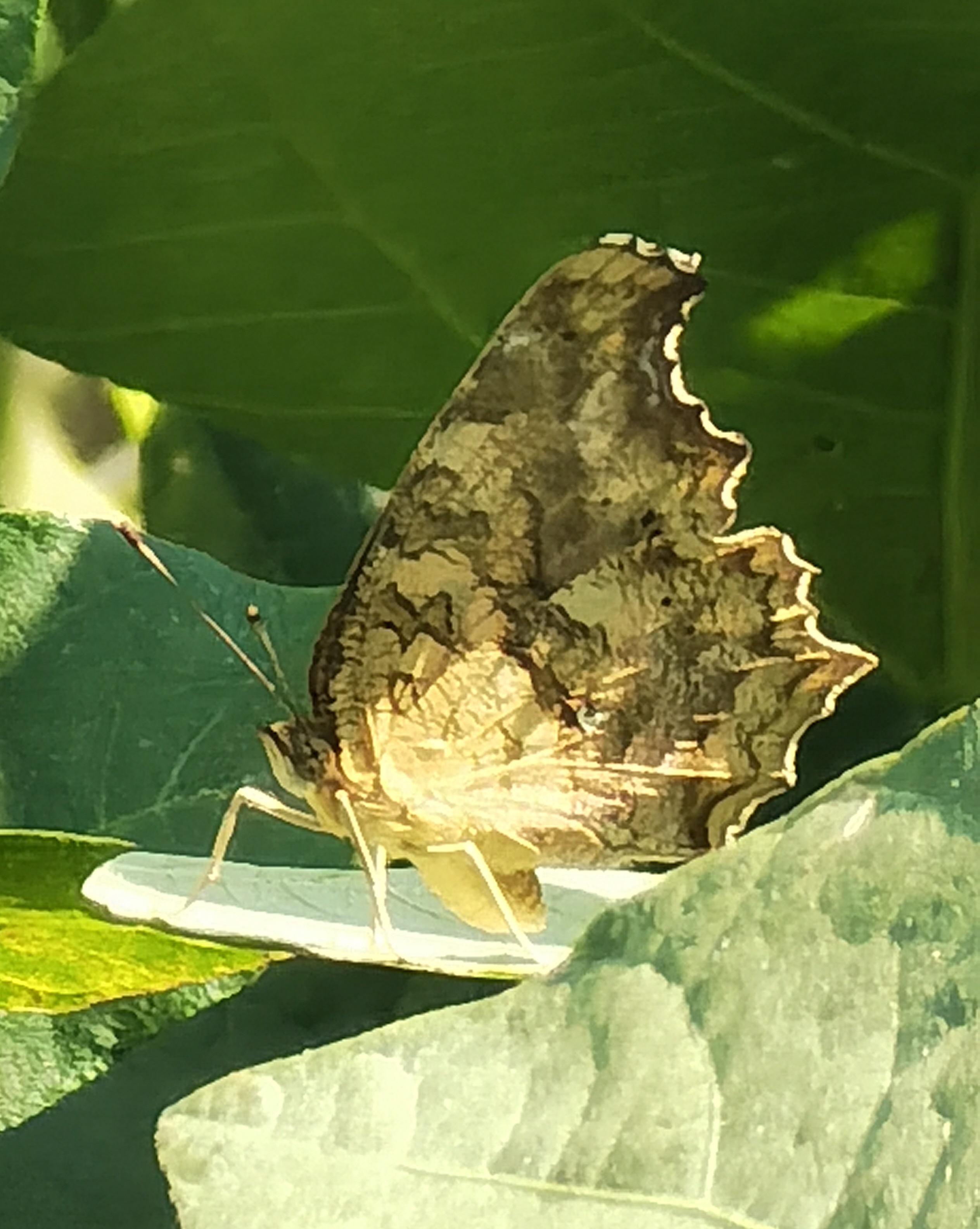 黄钩蛱蝶