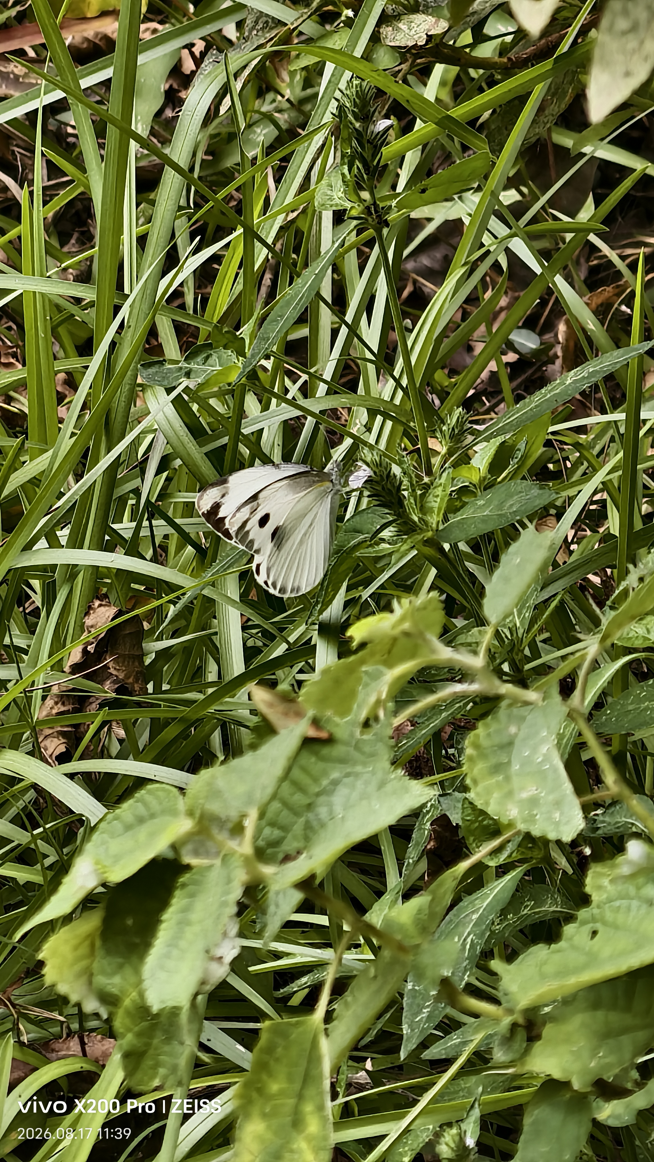 东方菜粉蝶