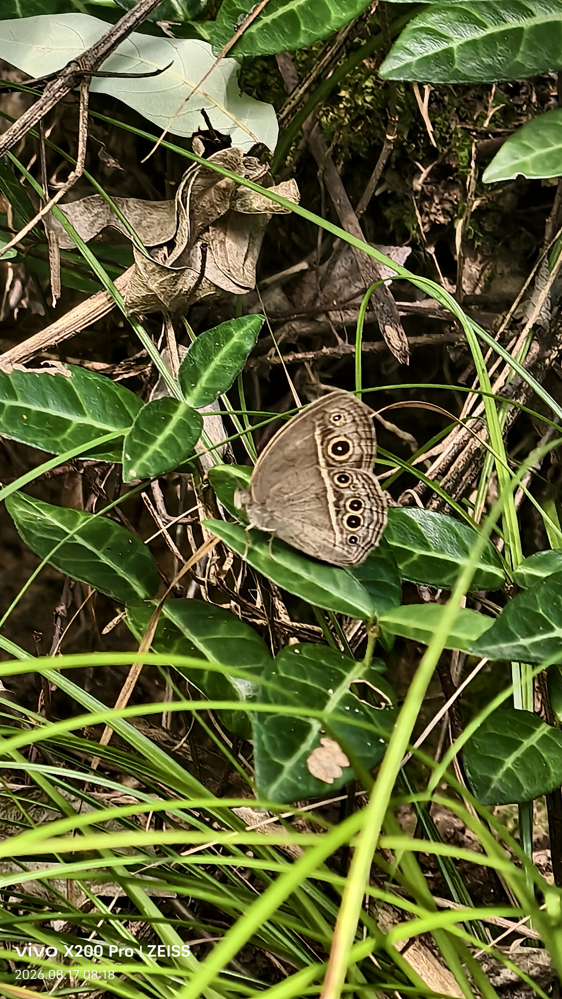 小眉眼蝶