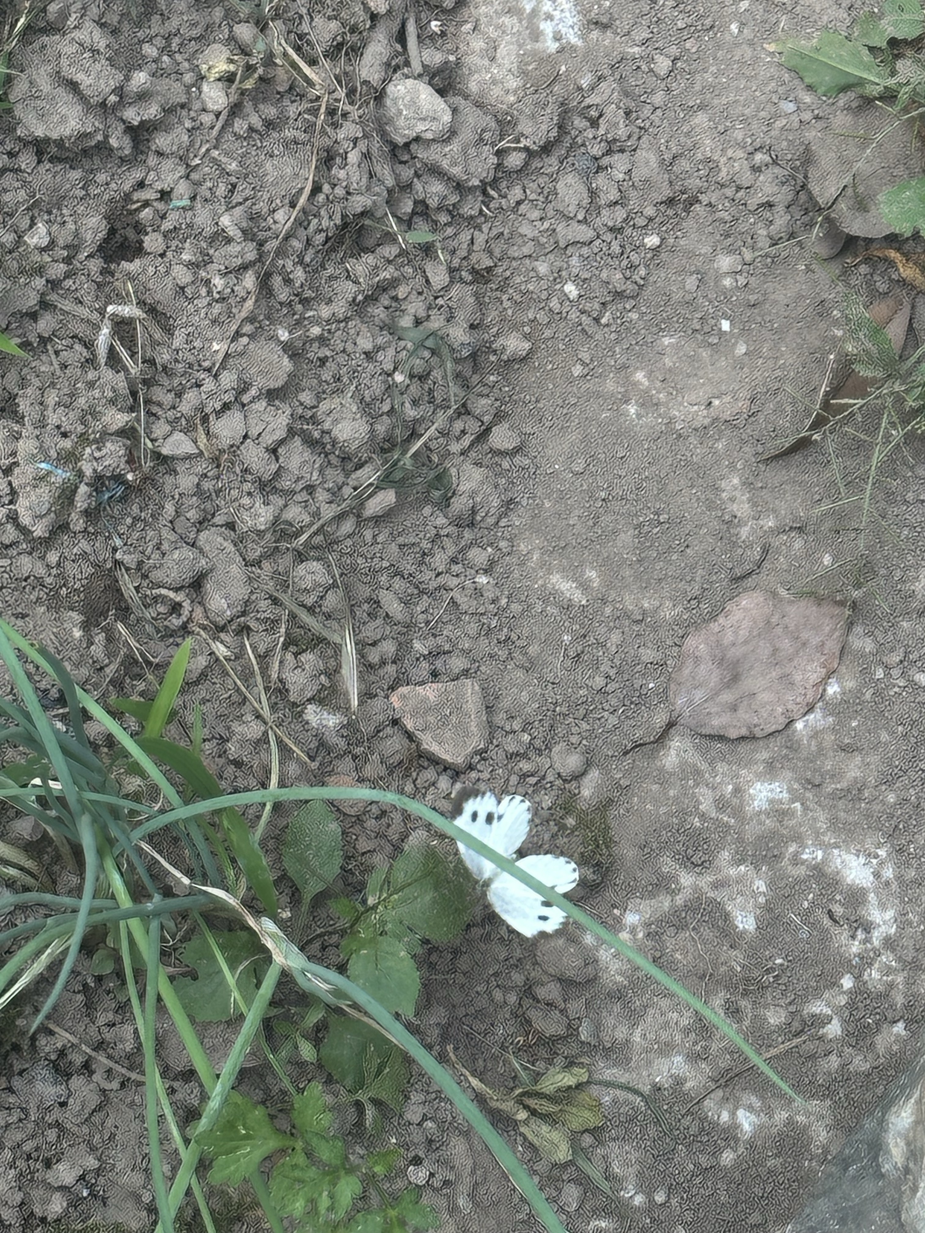 东方菜粉蝶