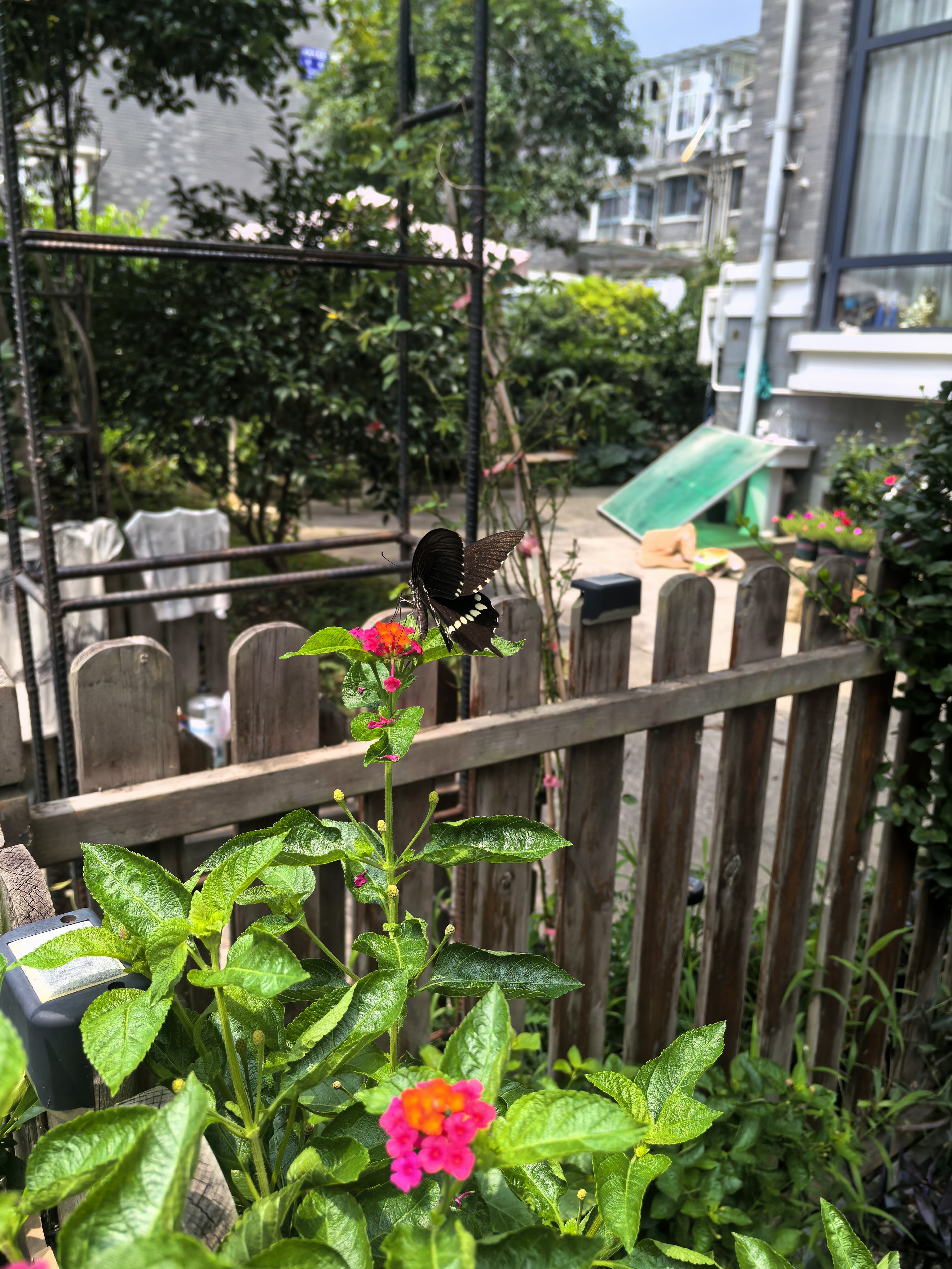 玉带凤蝶