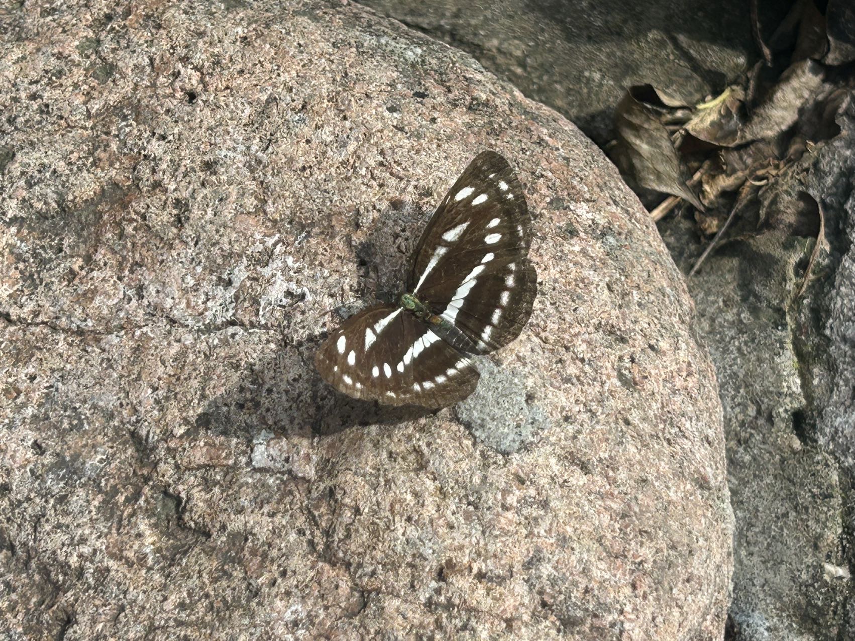 小环蛱蝶