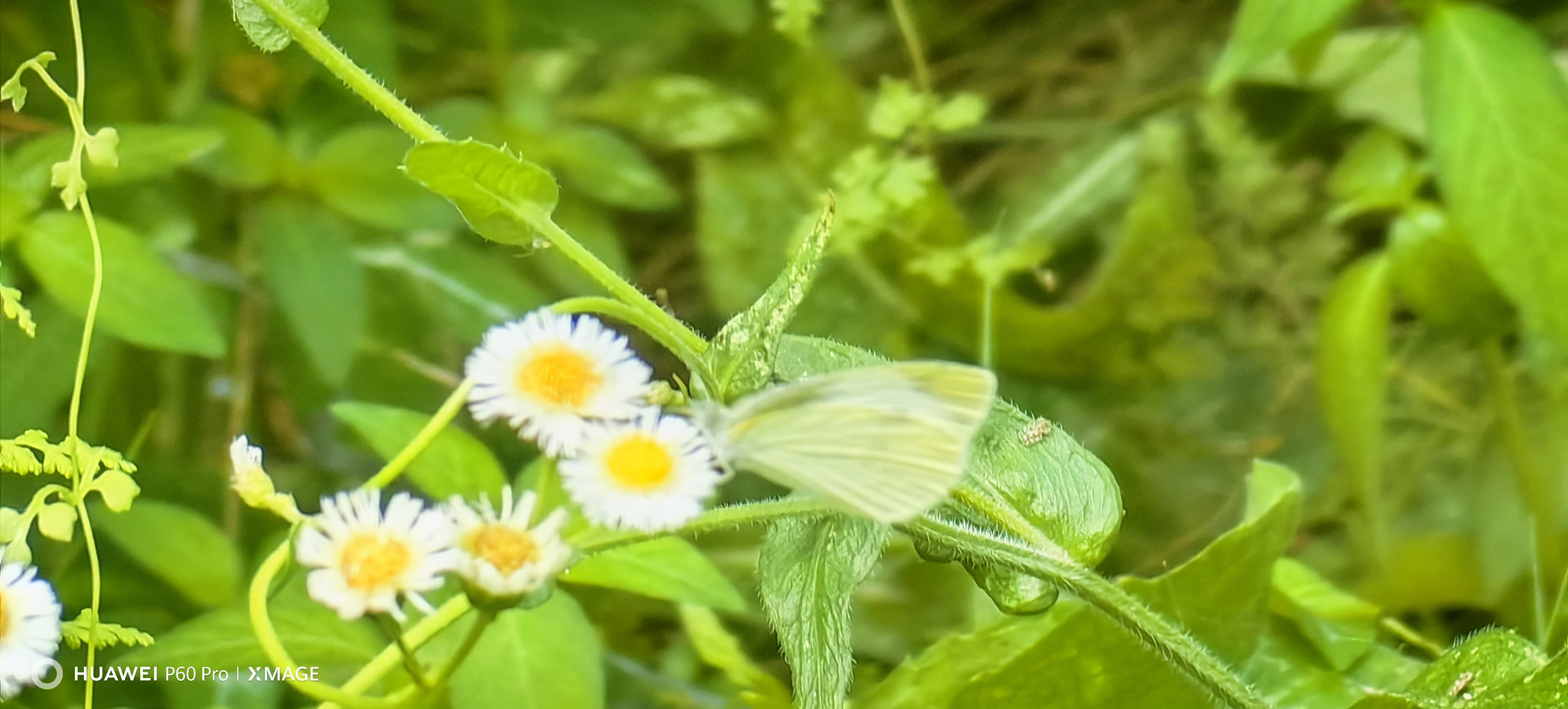 菜粉蝶