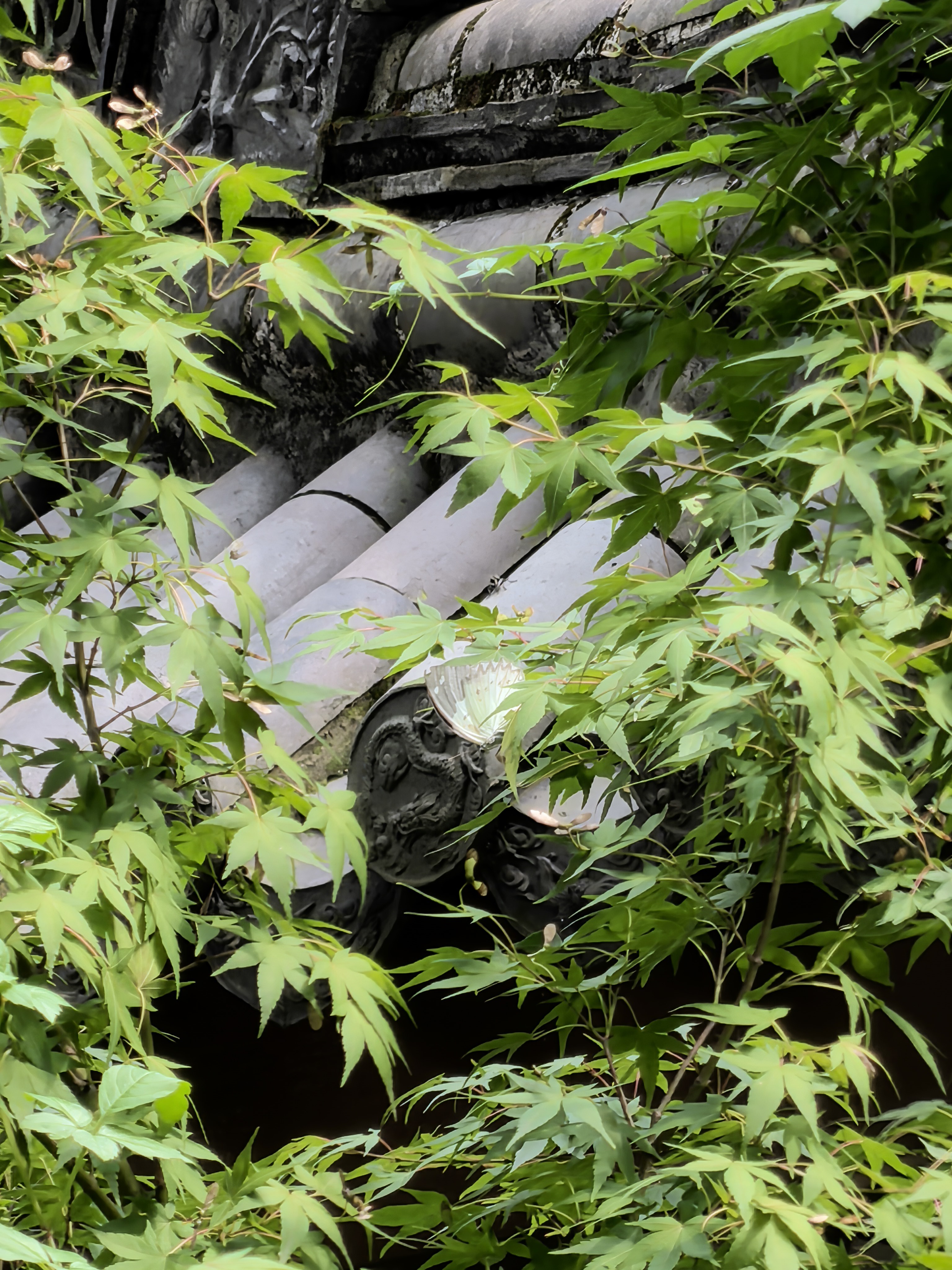 傲白蛱蝶