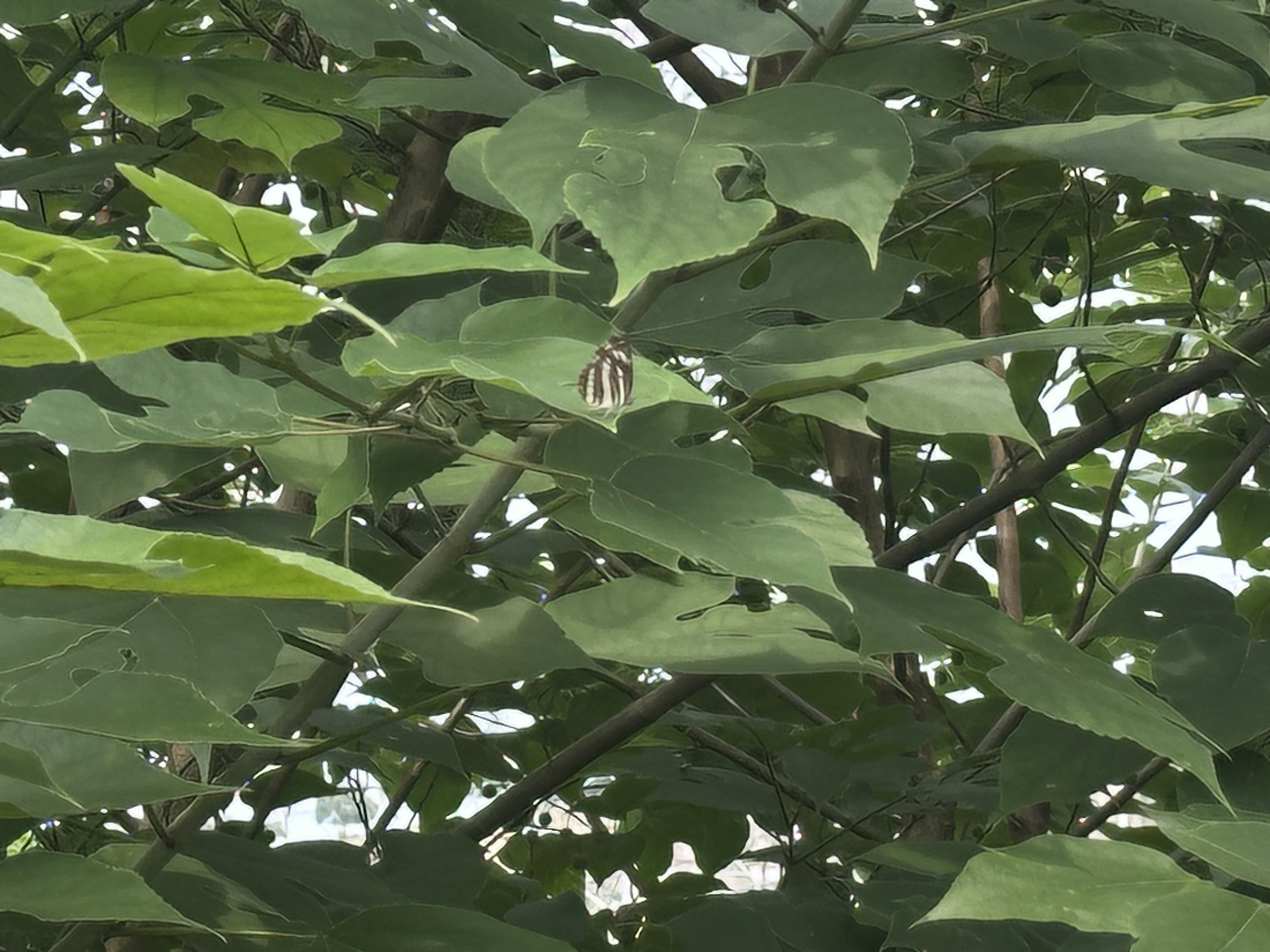 环蛱蝶属