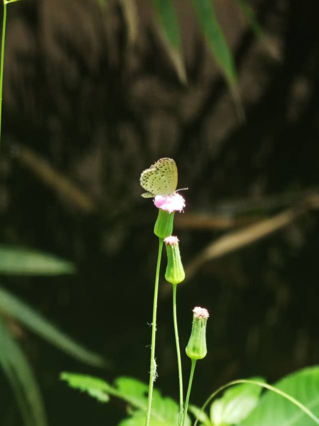 酢浆灰蝶