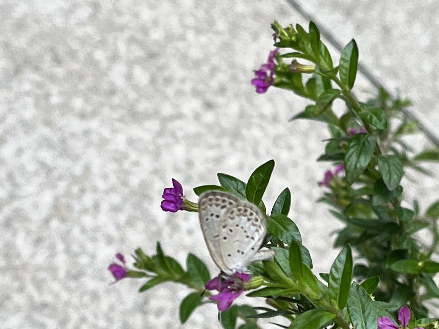 酢浆灰蝶