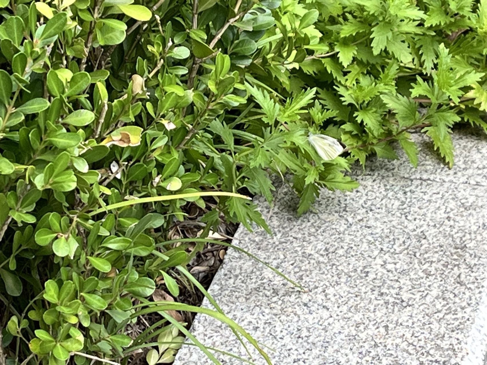 菜粉蝶