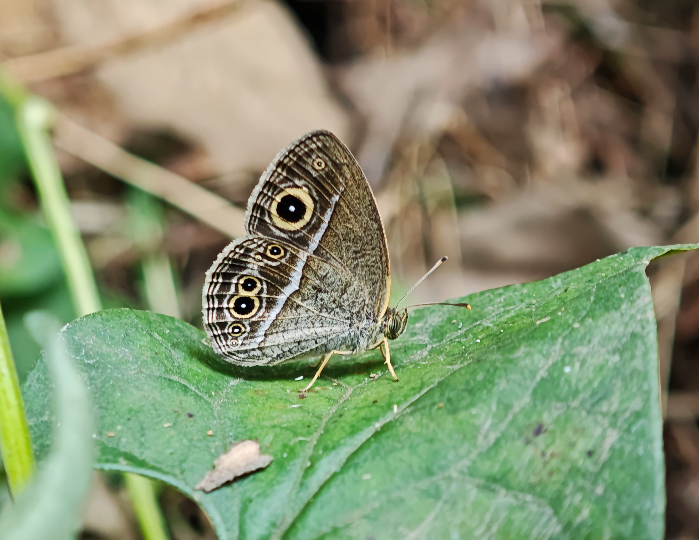 僧袈眉眼蝶