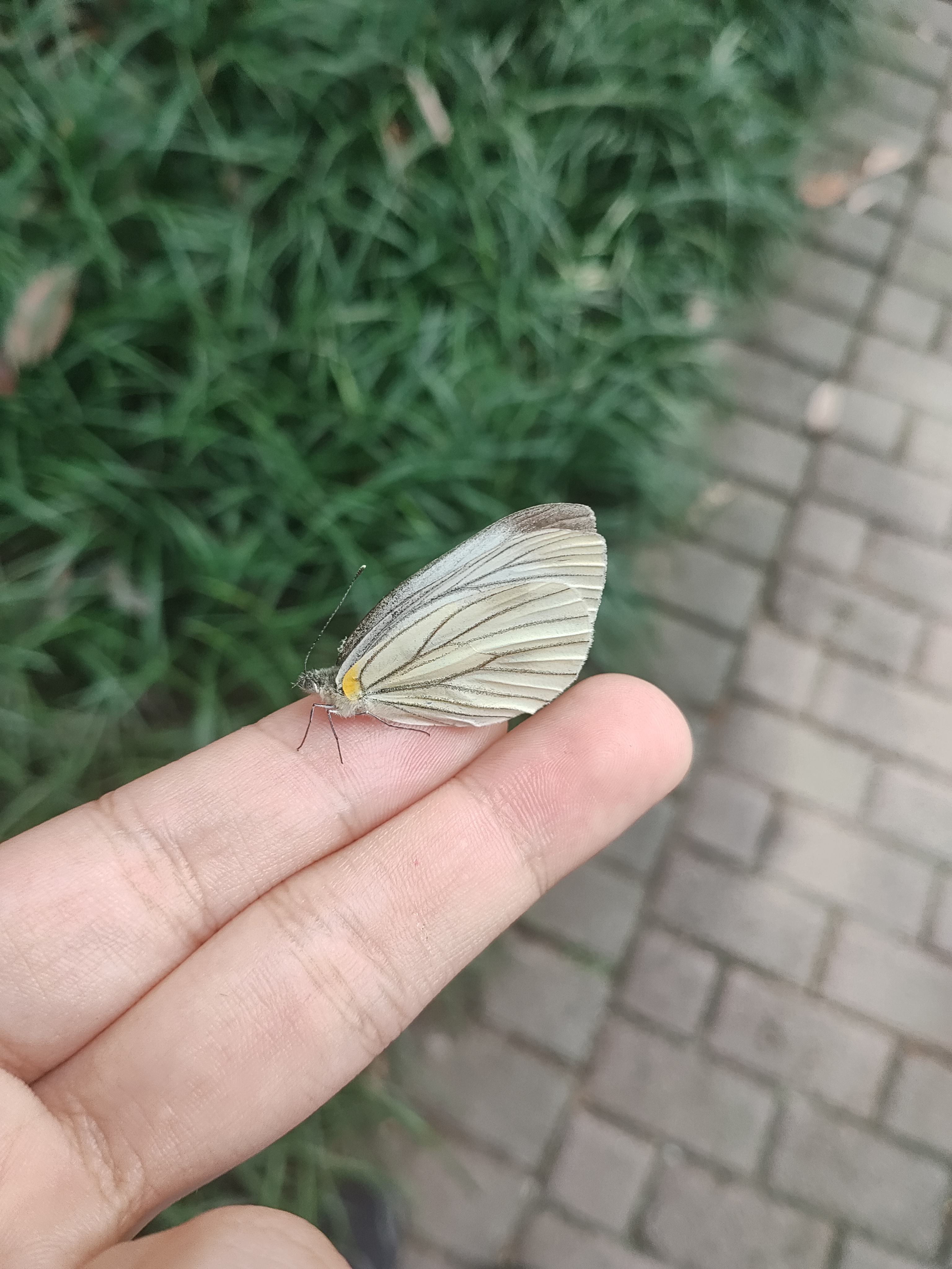 华西黑纹粉蝶
