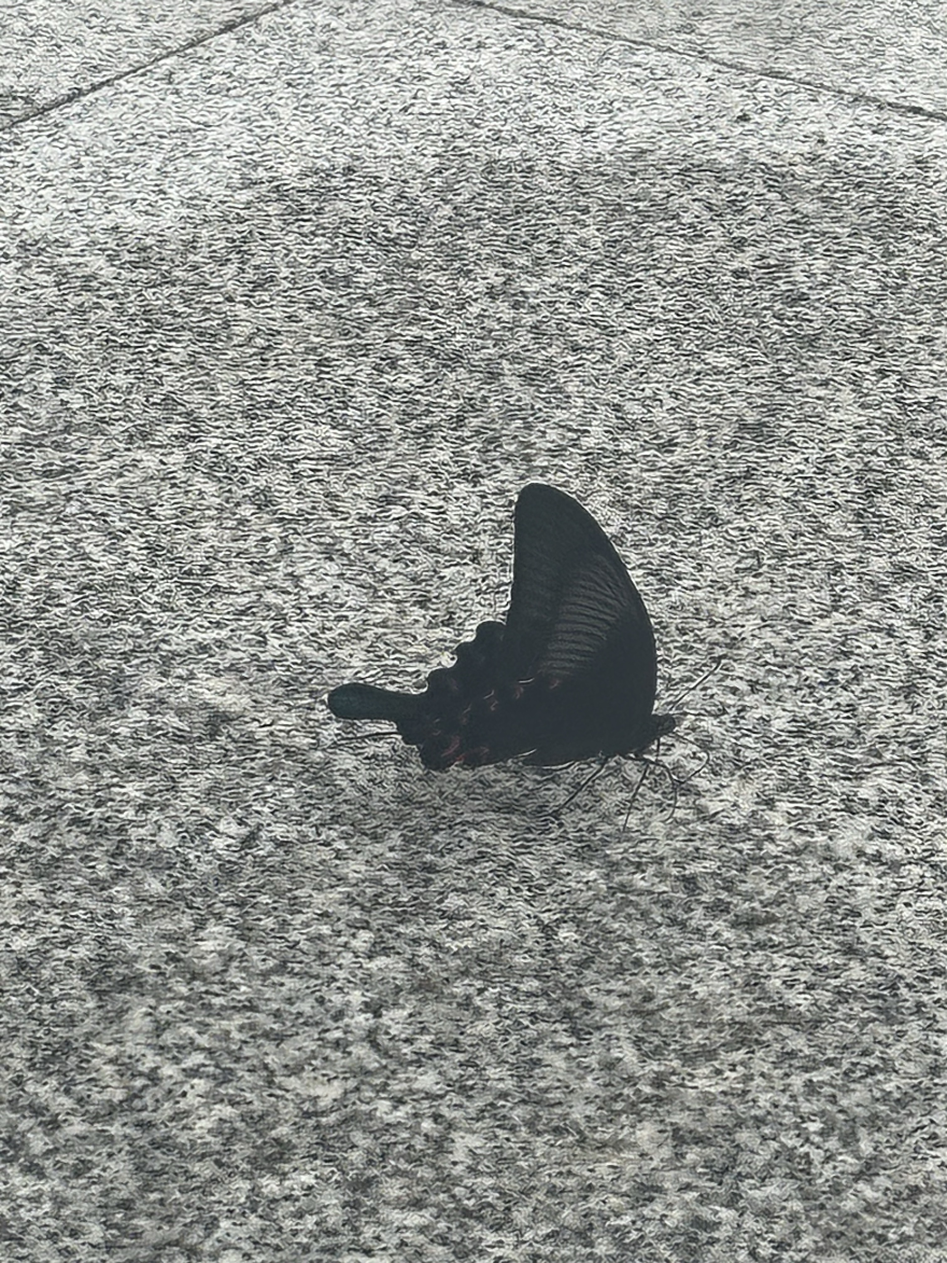 巴黎翠凤蝶