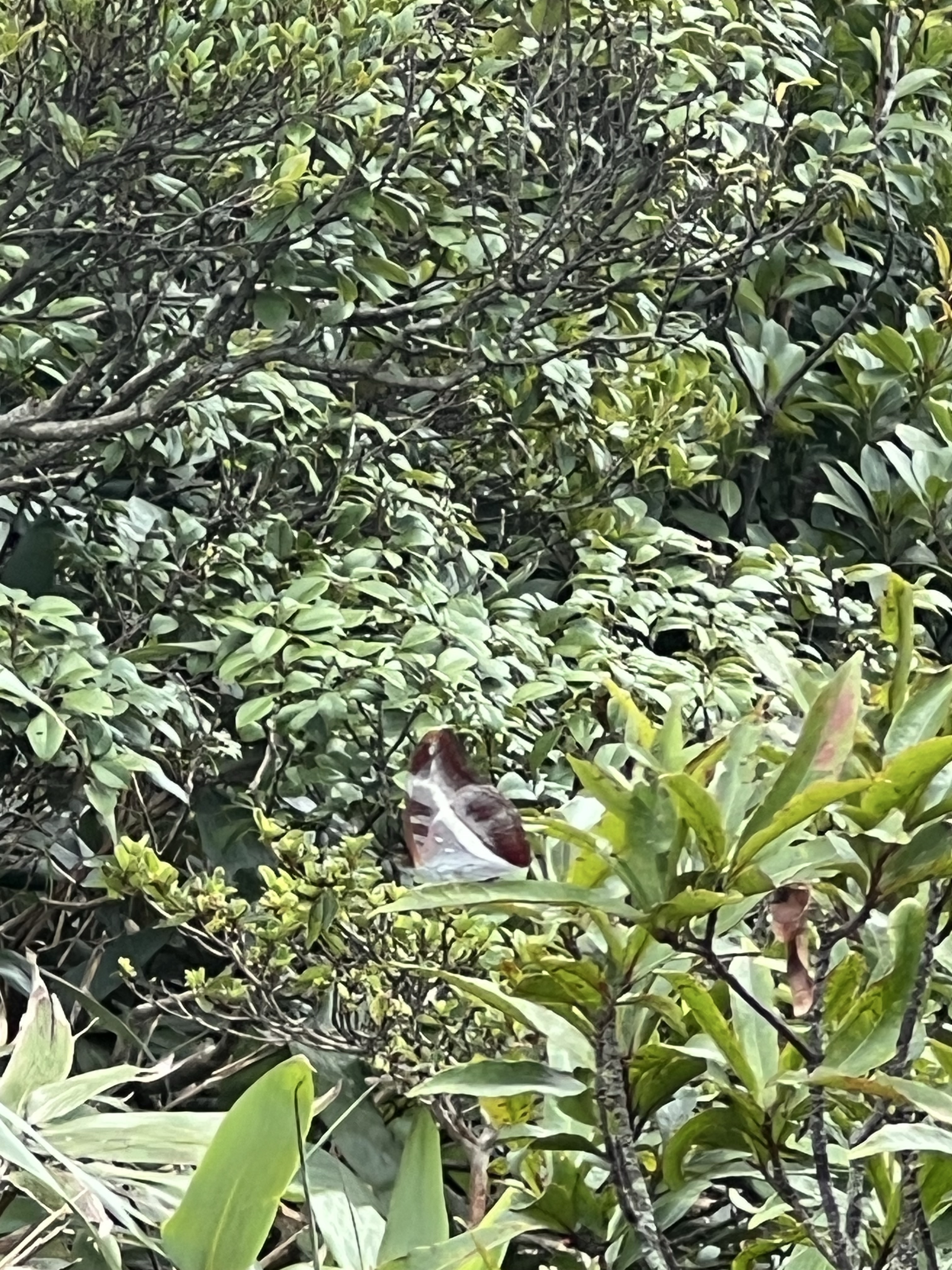 丫纹俳蛱蝶