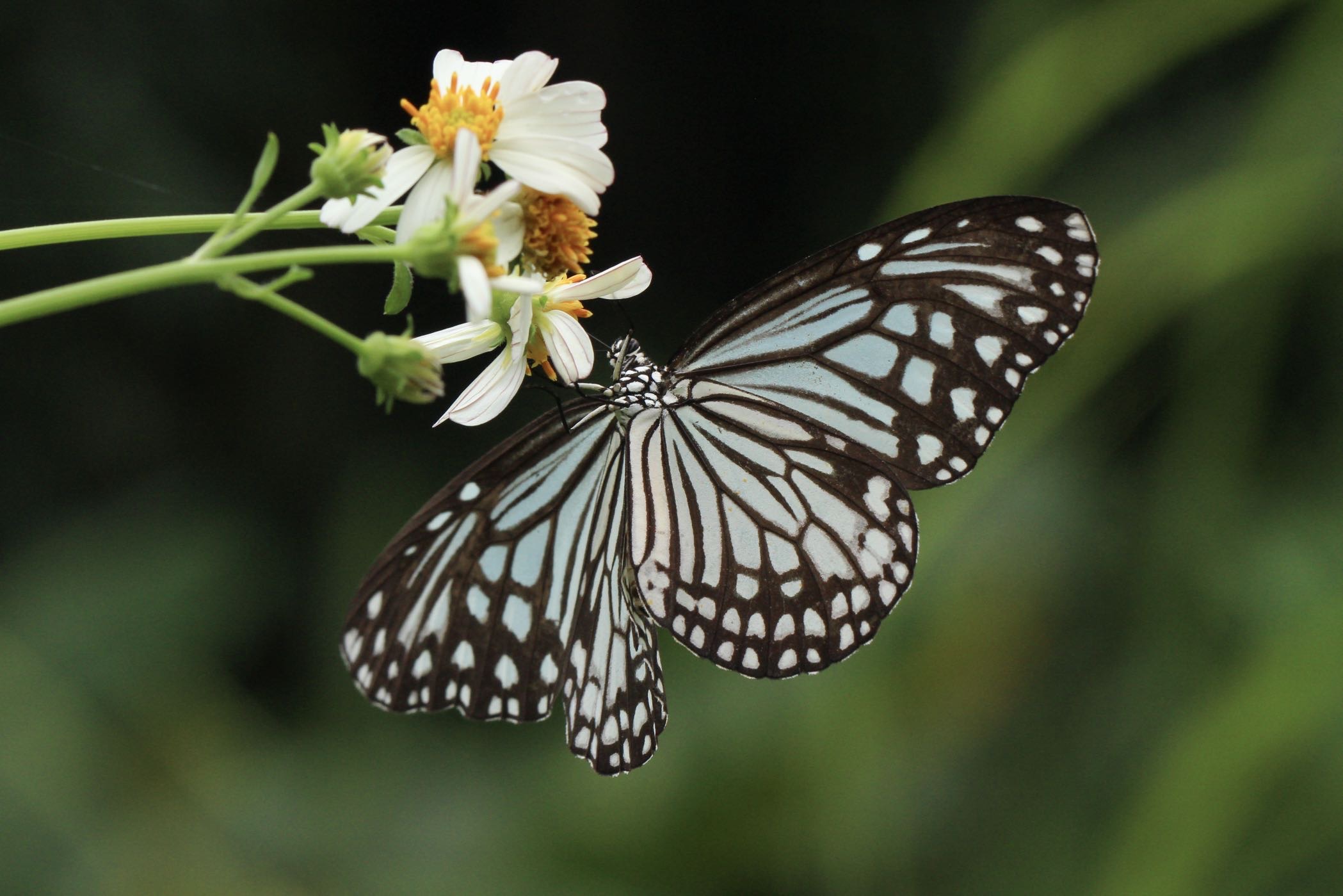 绢斑蝶