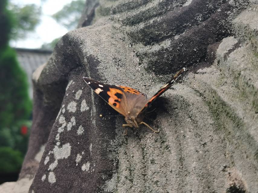 大红蛱蝶