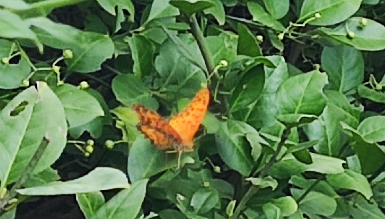 斐豹蛱蝶