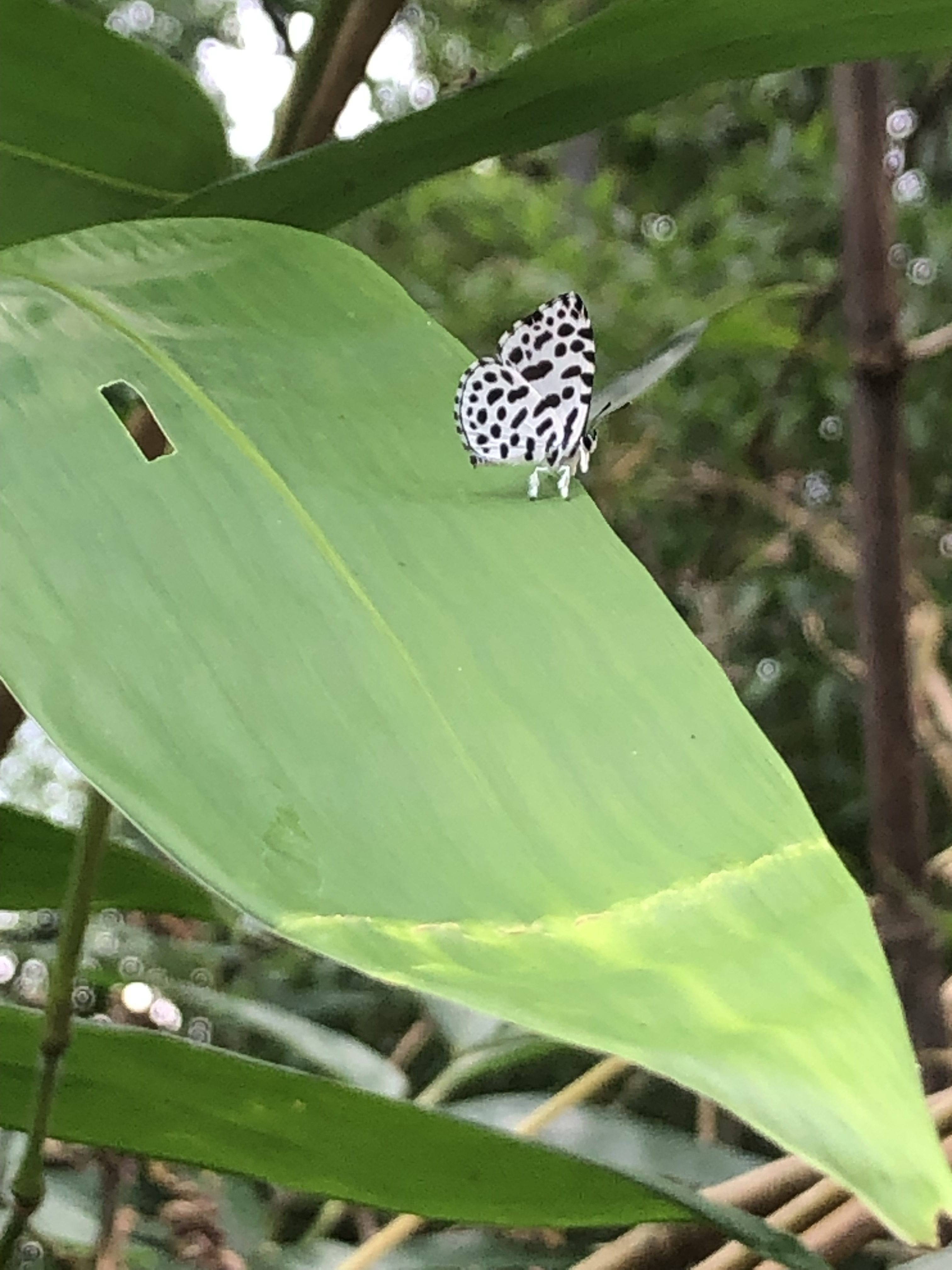 蚜灰蝶